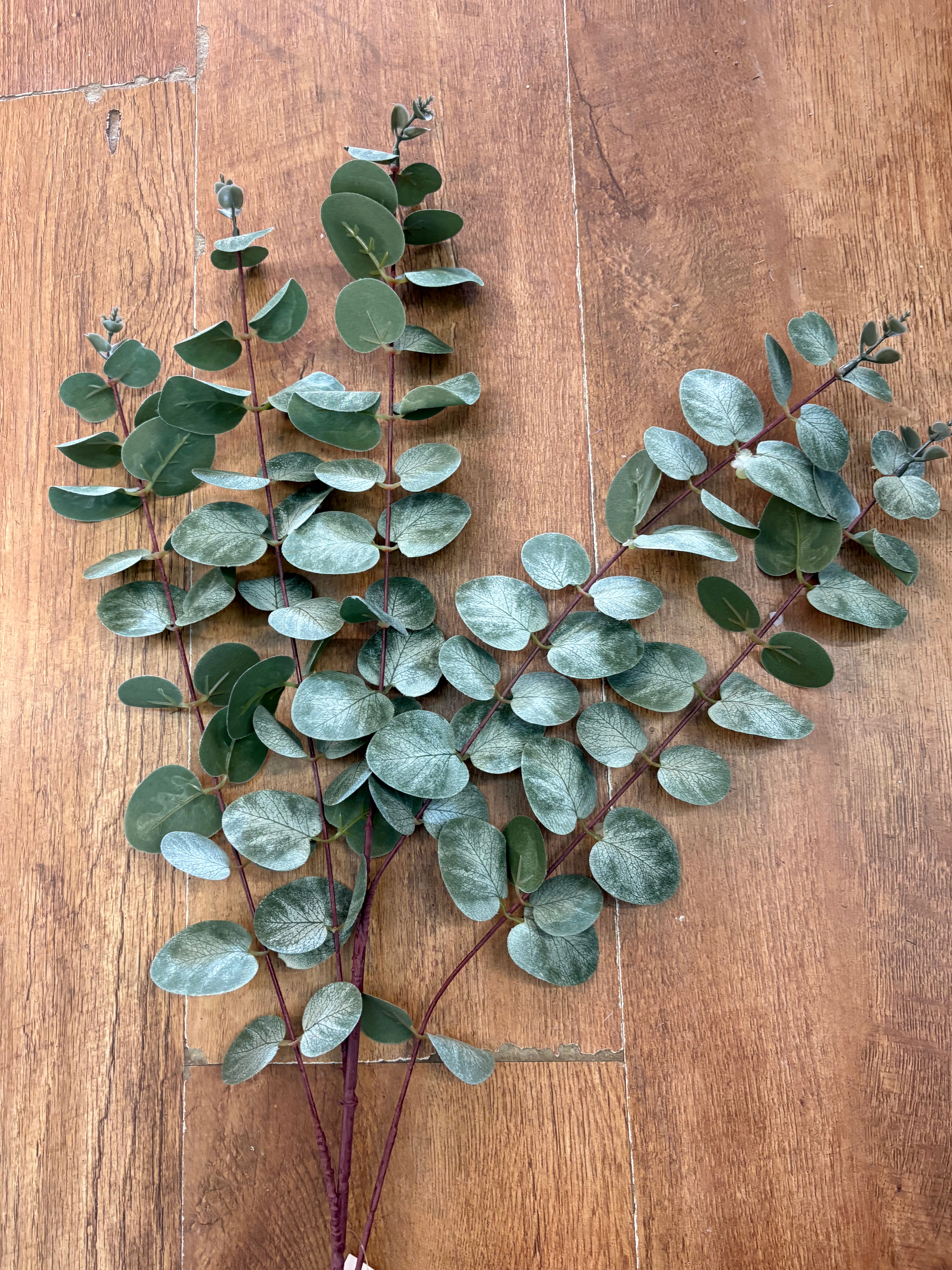 104cm tall eucalyptus branch