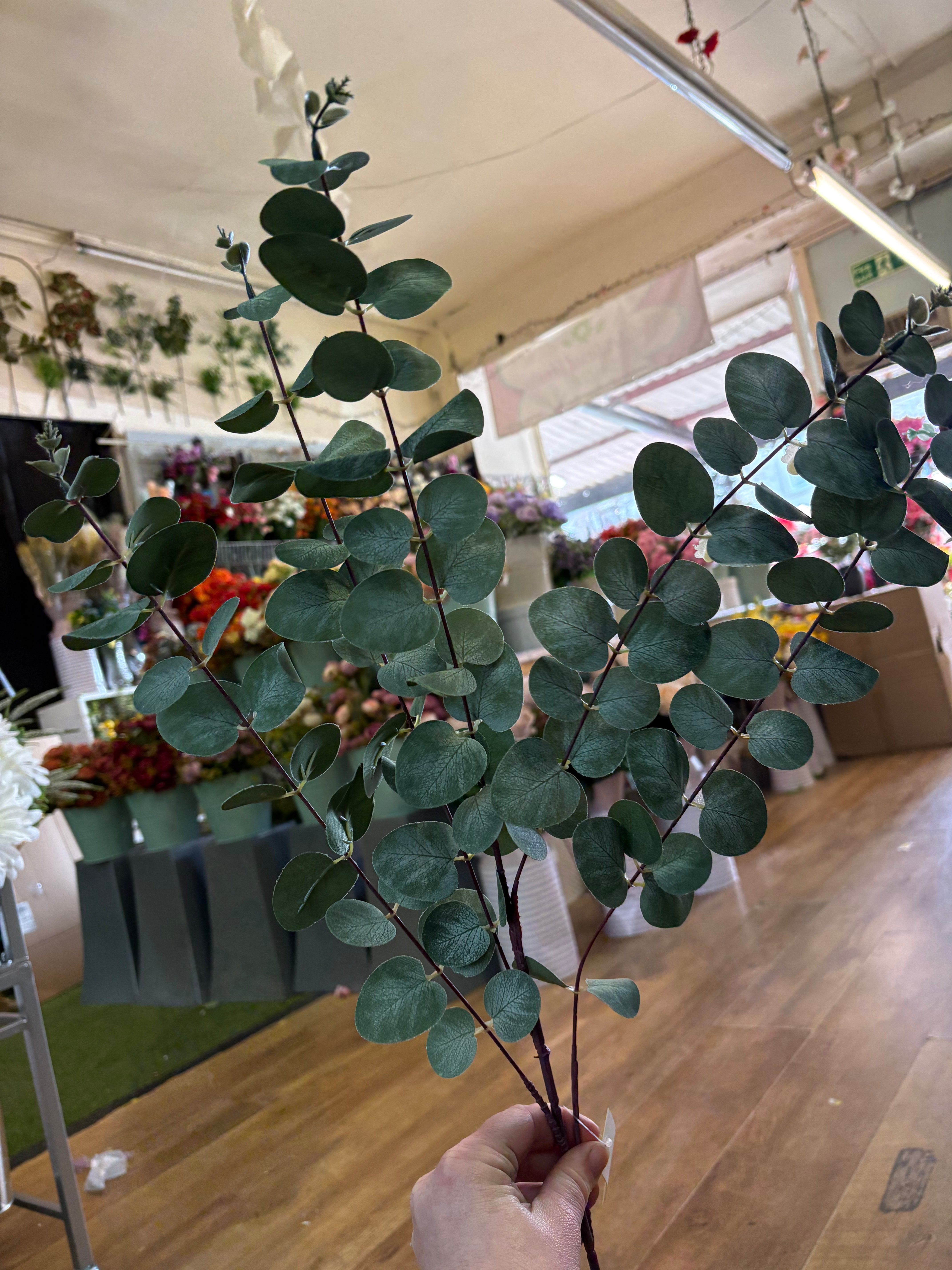104cm tall eucalyptus branch