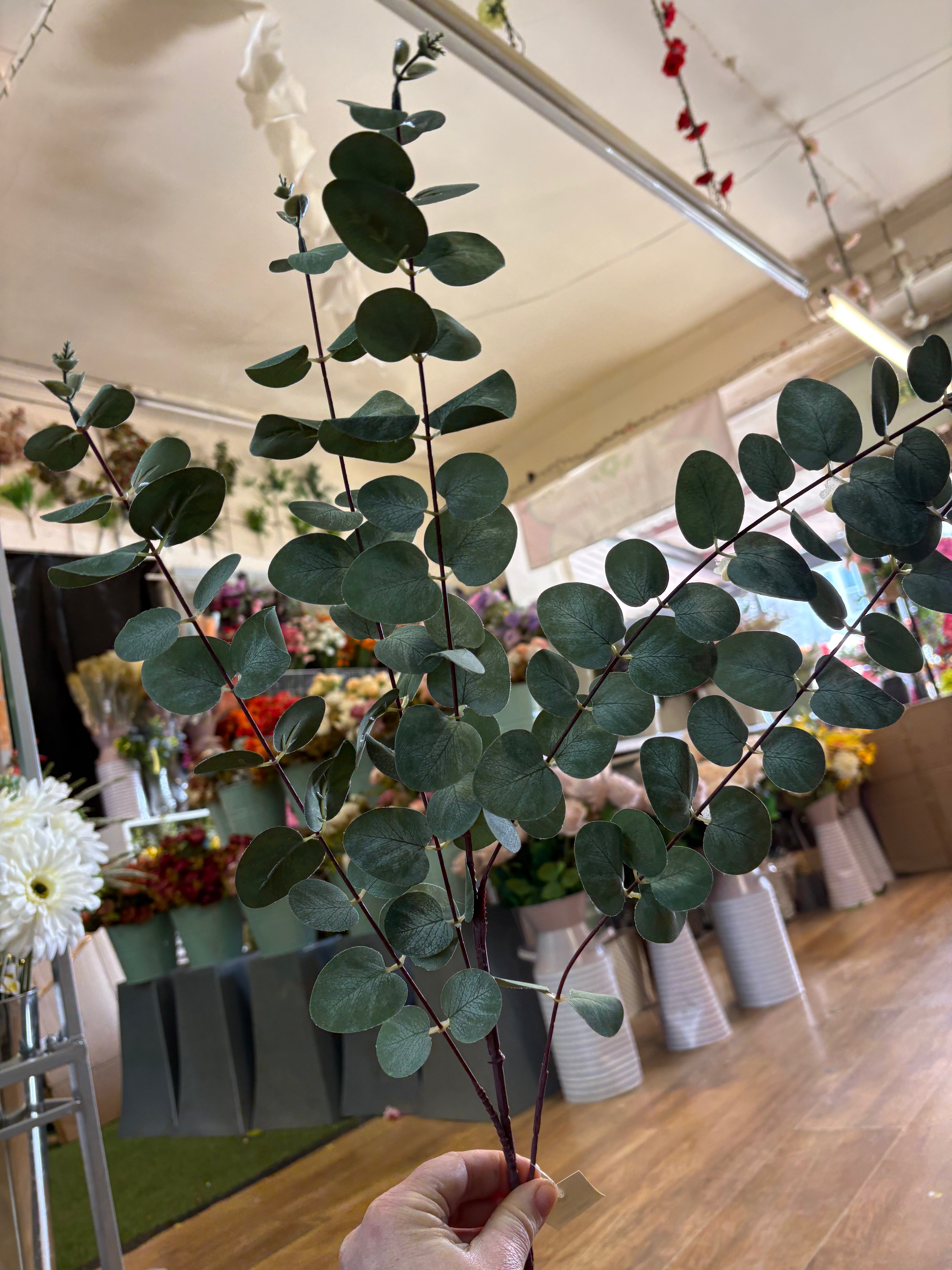 104cm tall eucalyptus branch