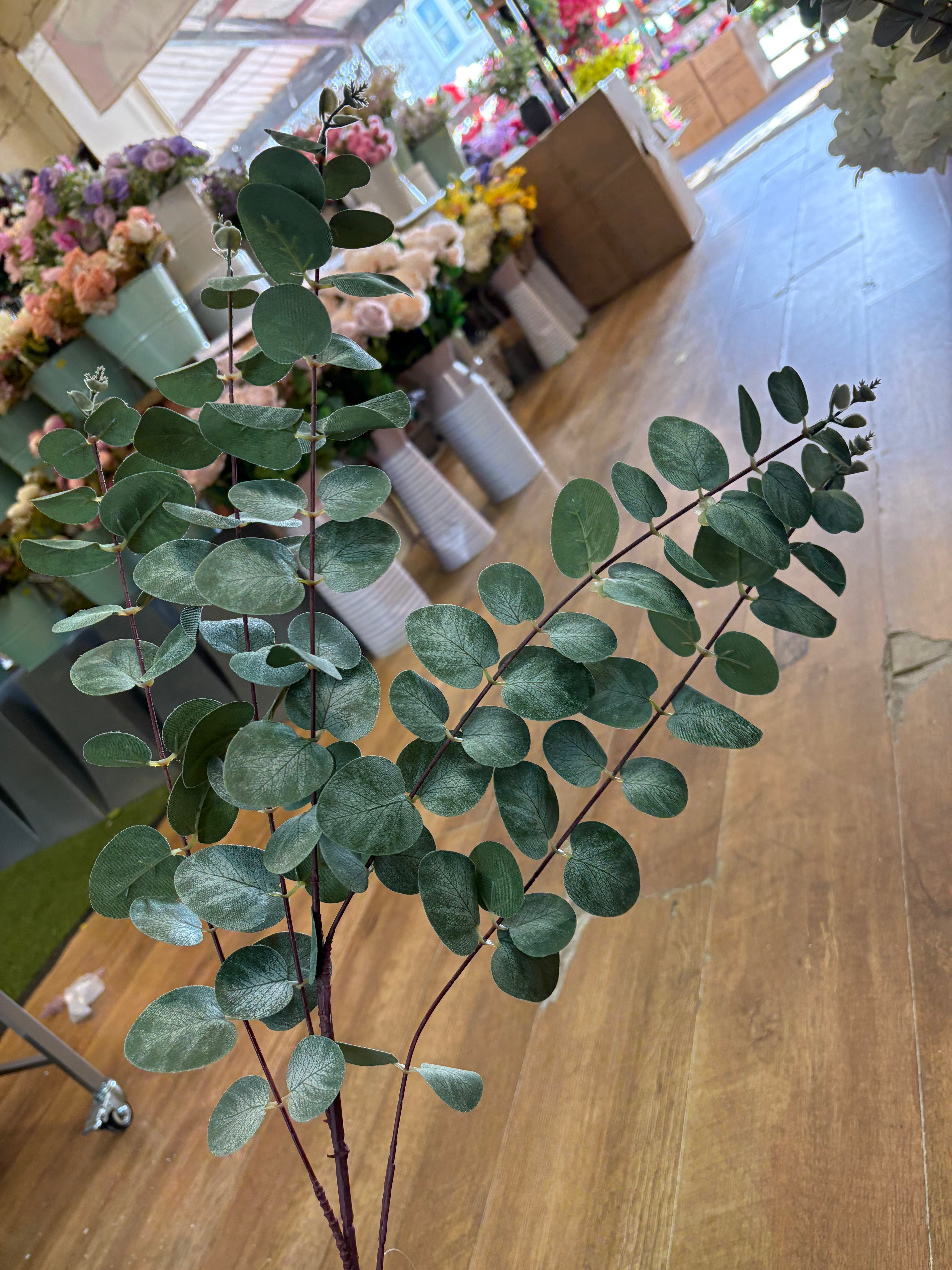 104cm tall eucalyptus branch