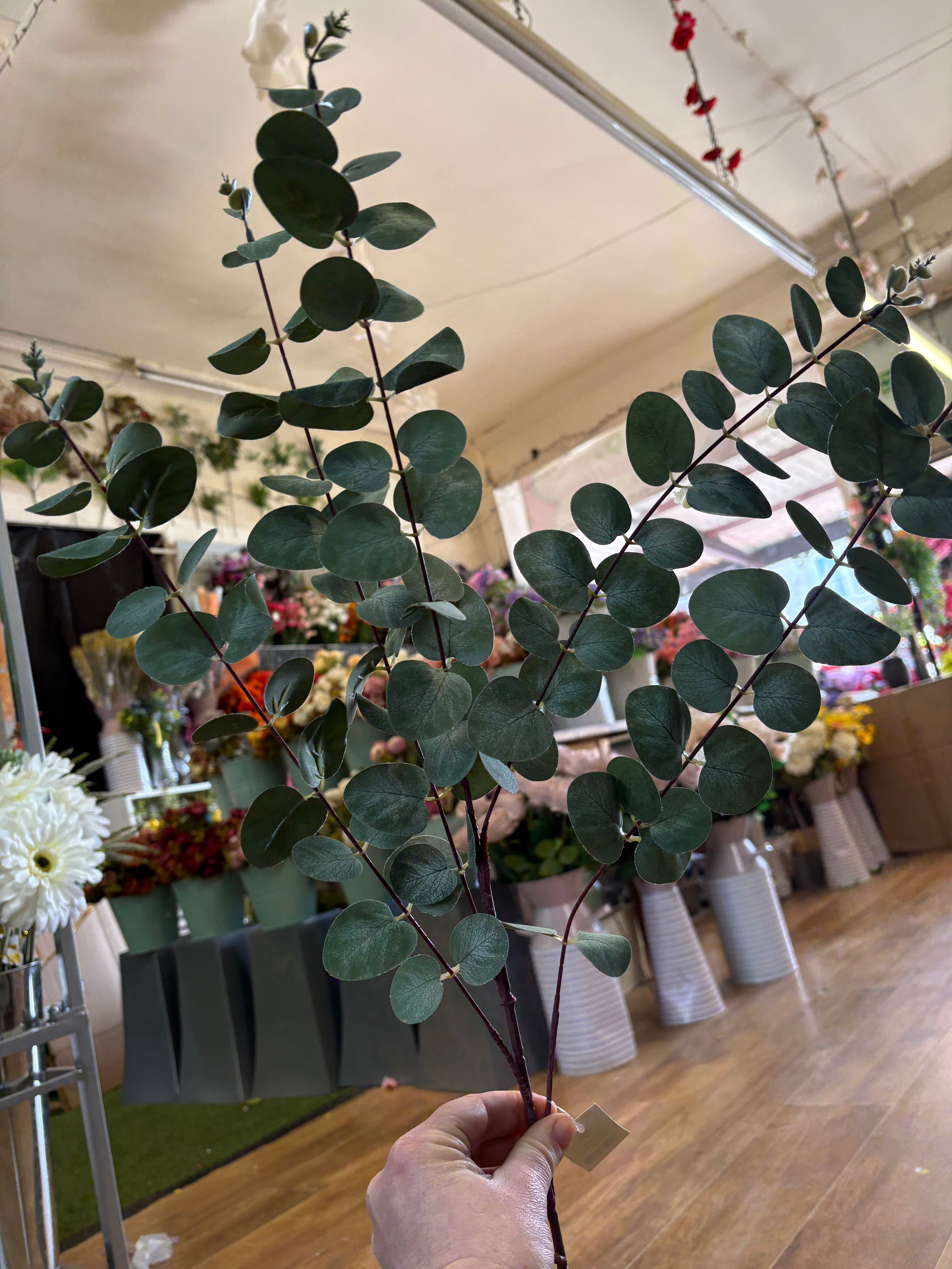 104cm tall eucalyptus branch