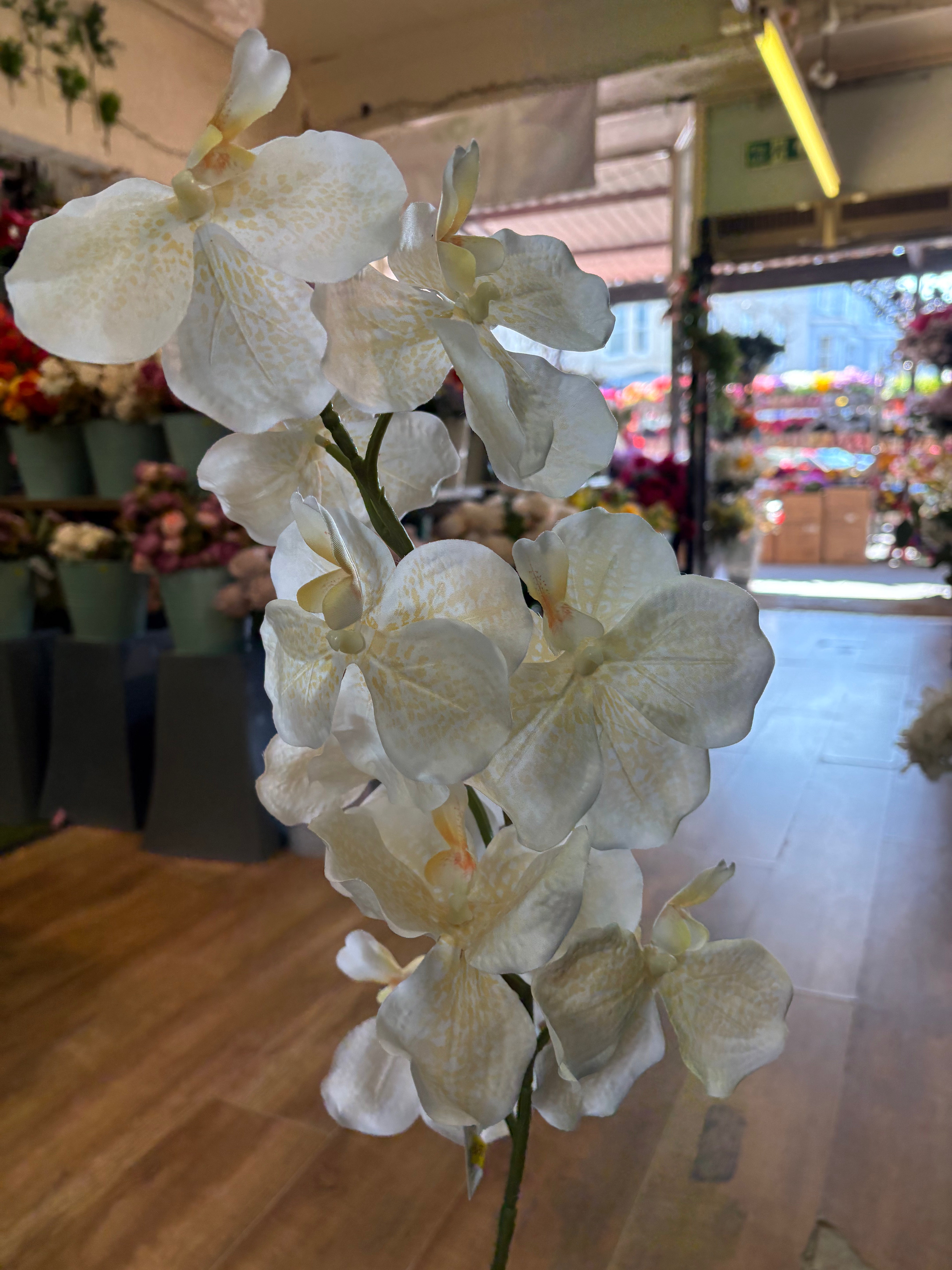 98cm tall ivory and cream orchid stem