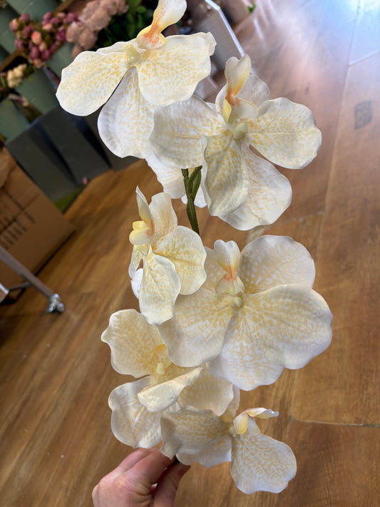 98cm tall ivory and cream orchid stem