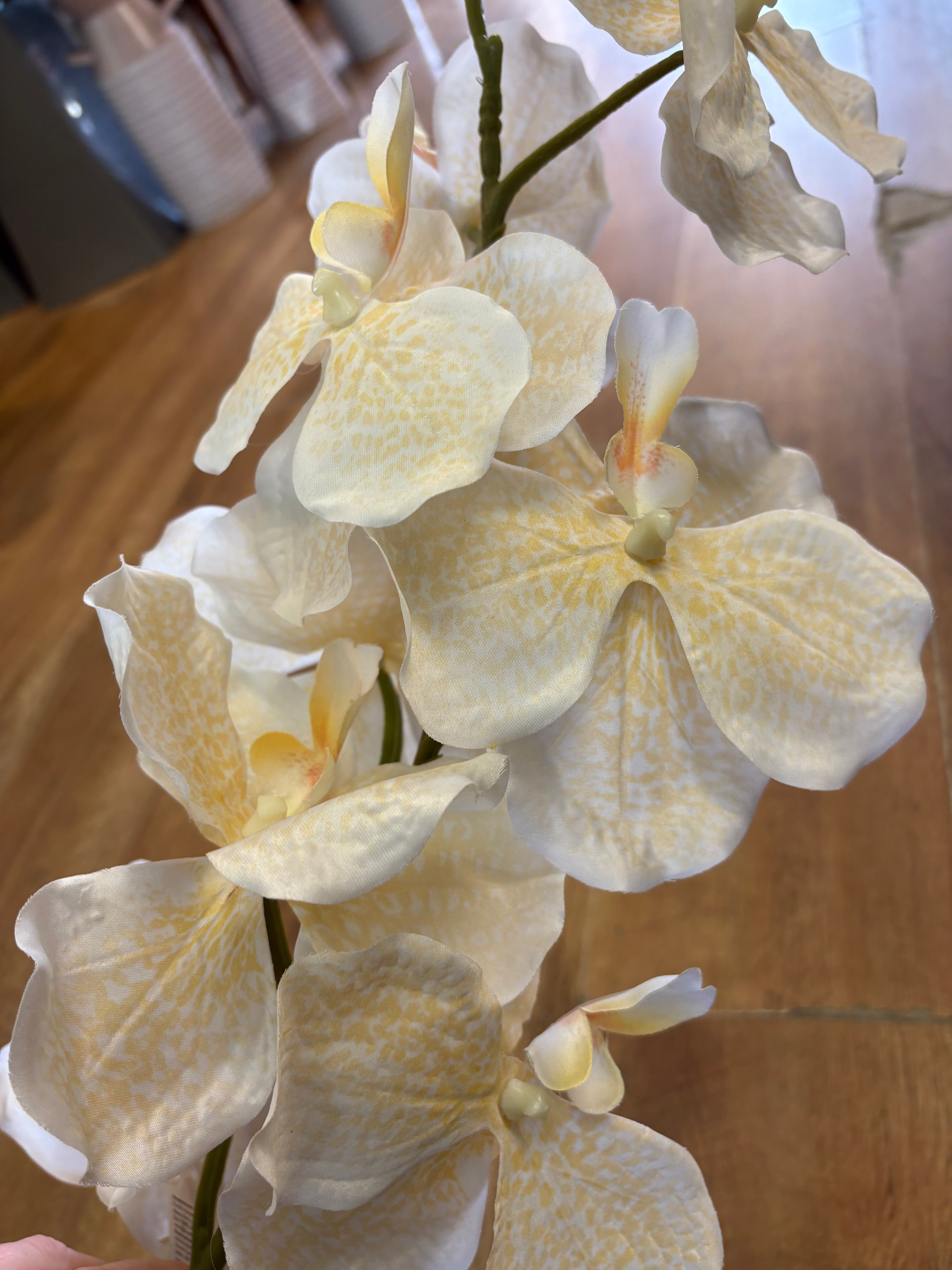 98cm tall ivory and cream orchid stem