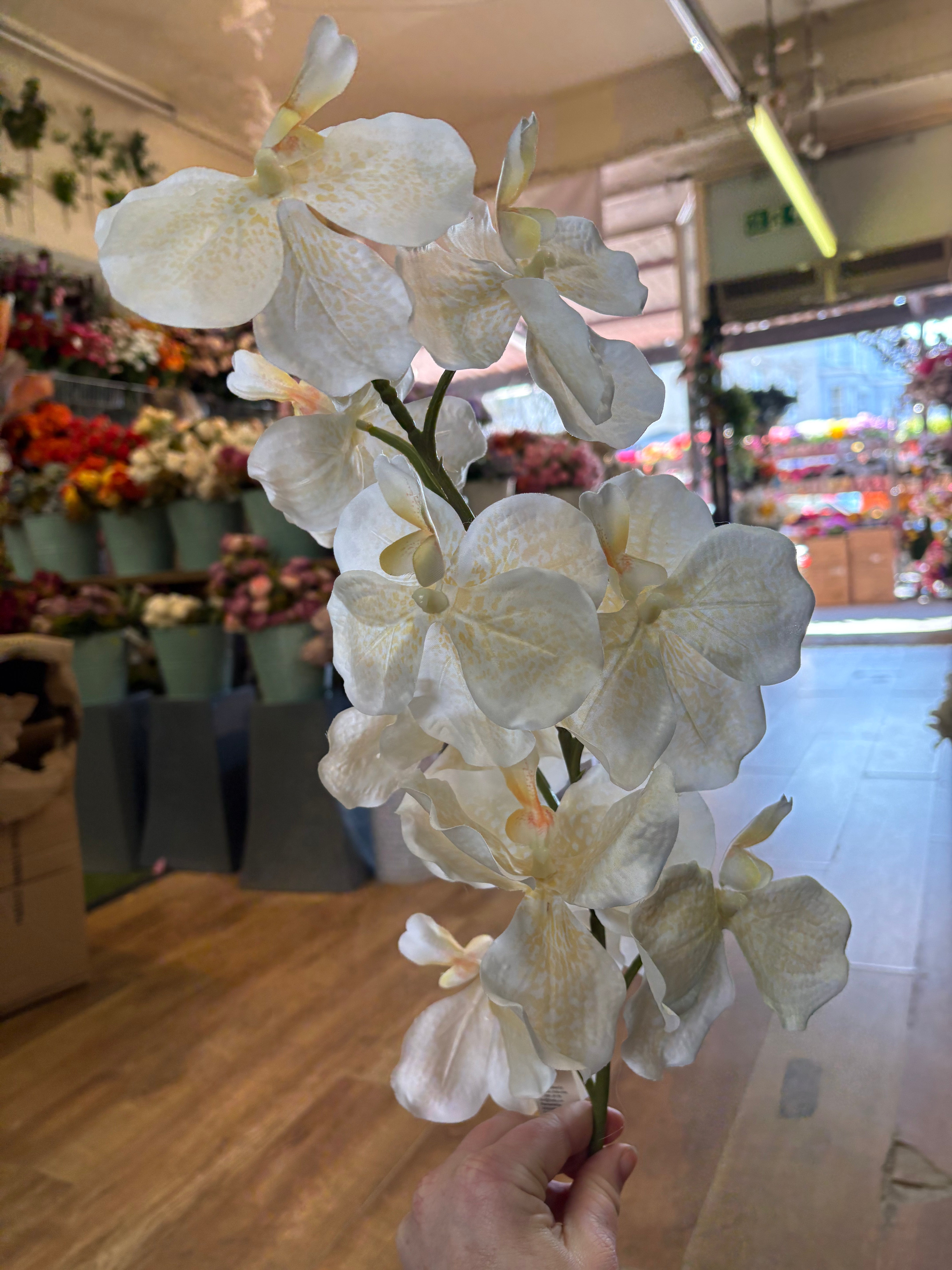 98cm tall ivory and cream orchid stem