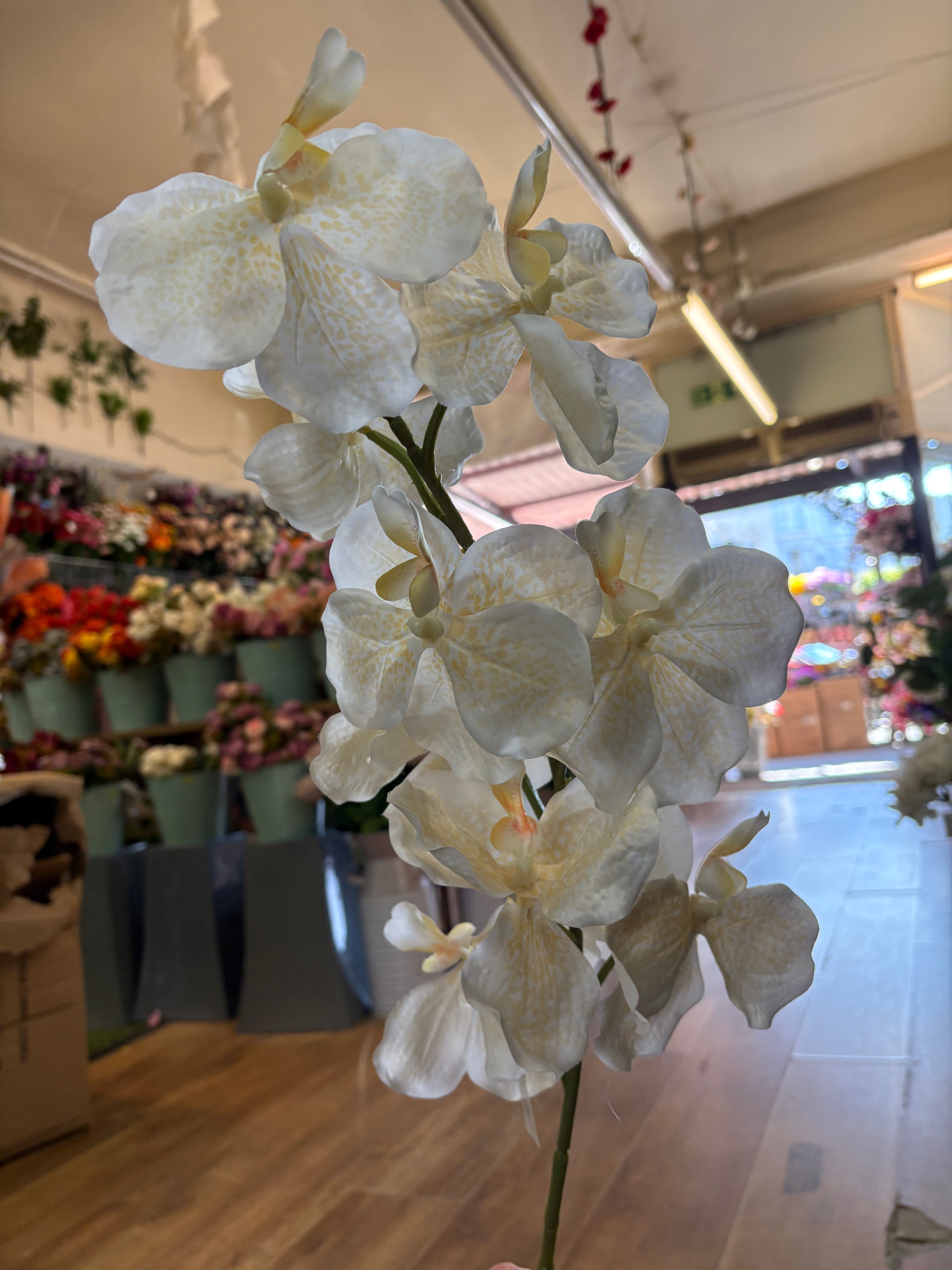 98cm tall ivory and cream orchid stem