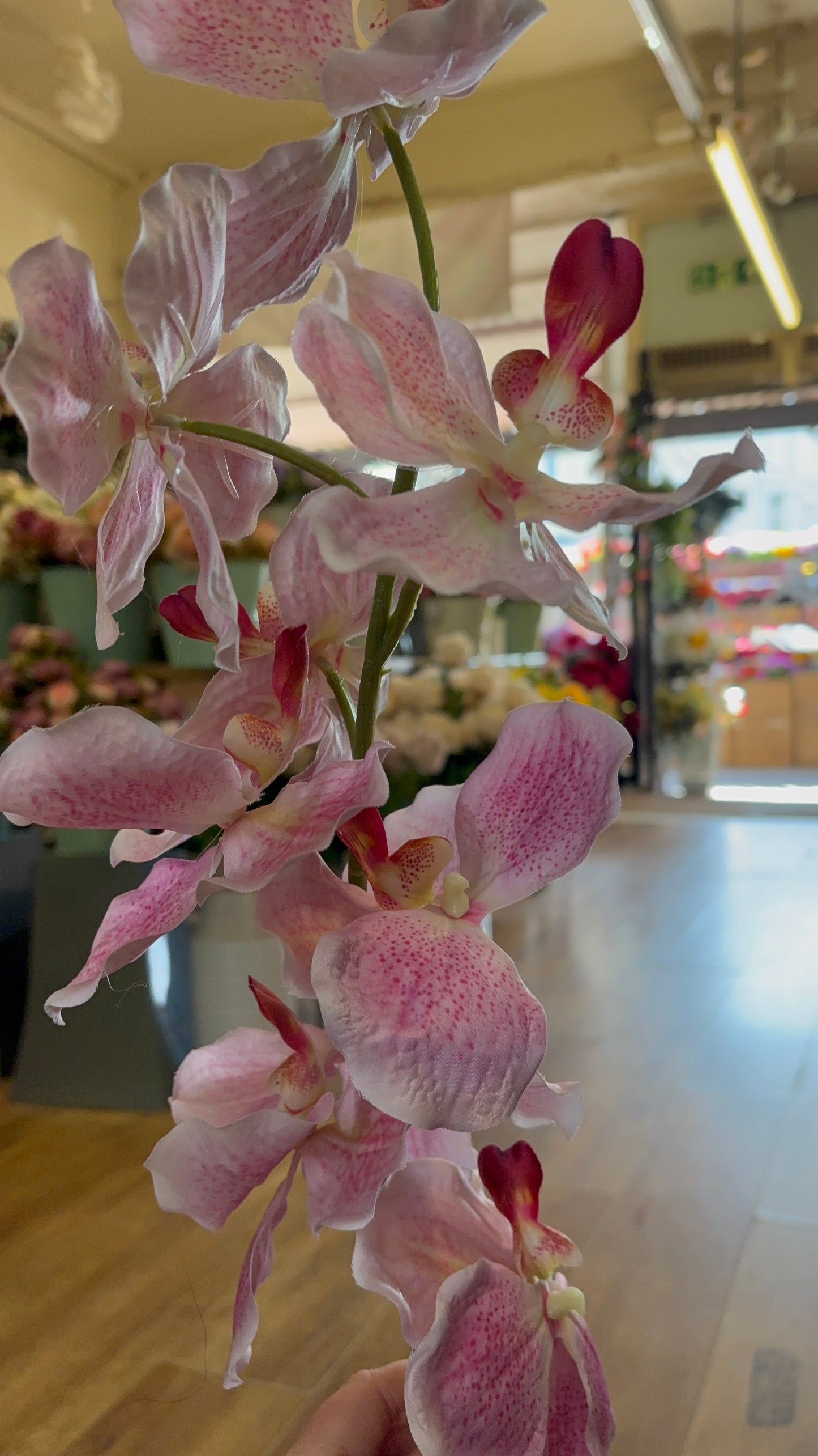 98cm tall mixed pink orchid stem