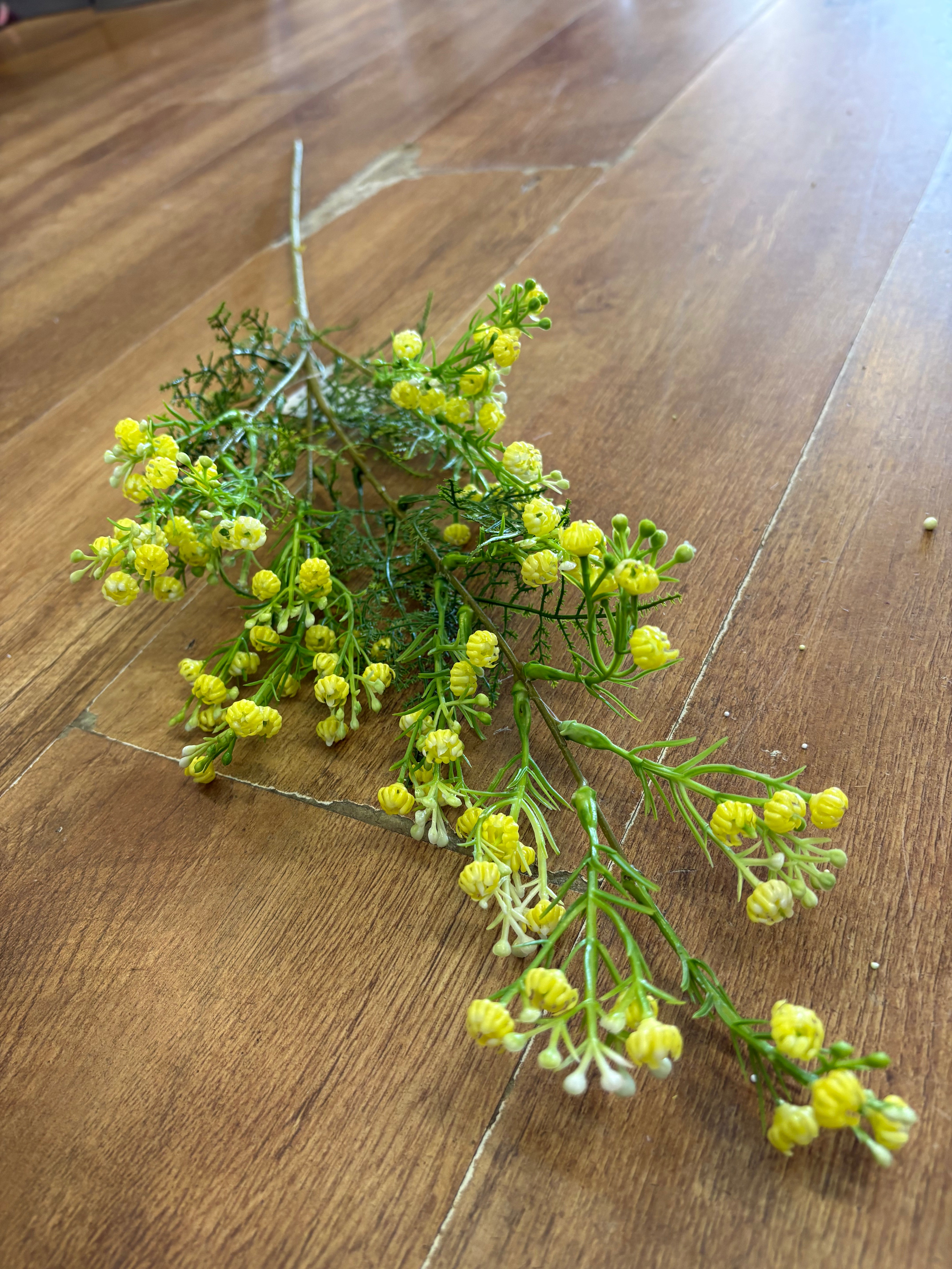 Long stem yellow gypsophila and fern stem