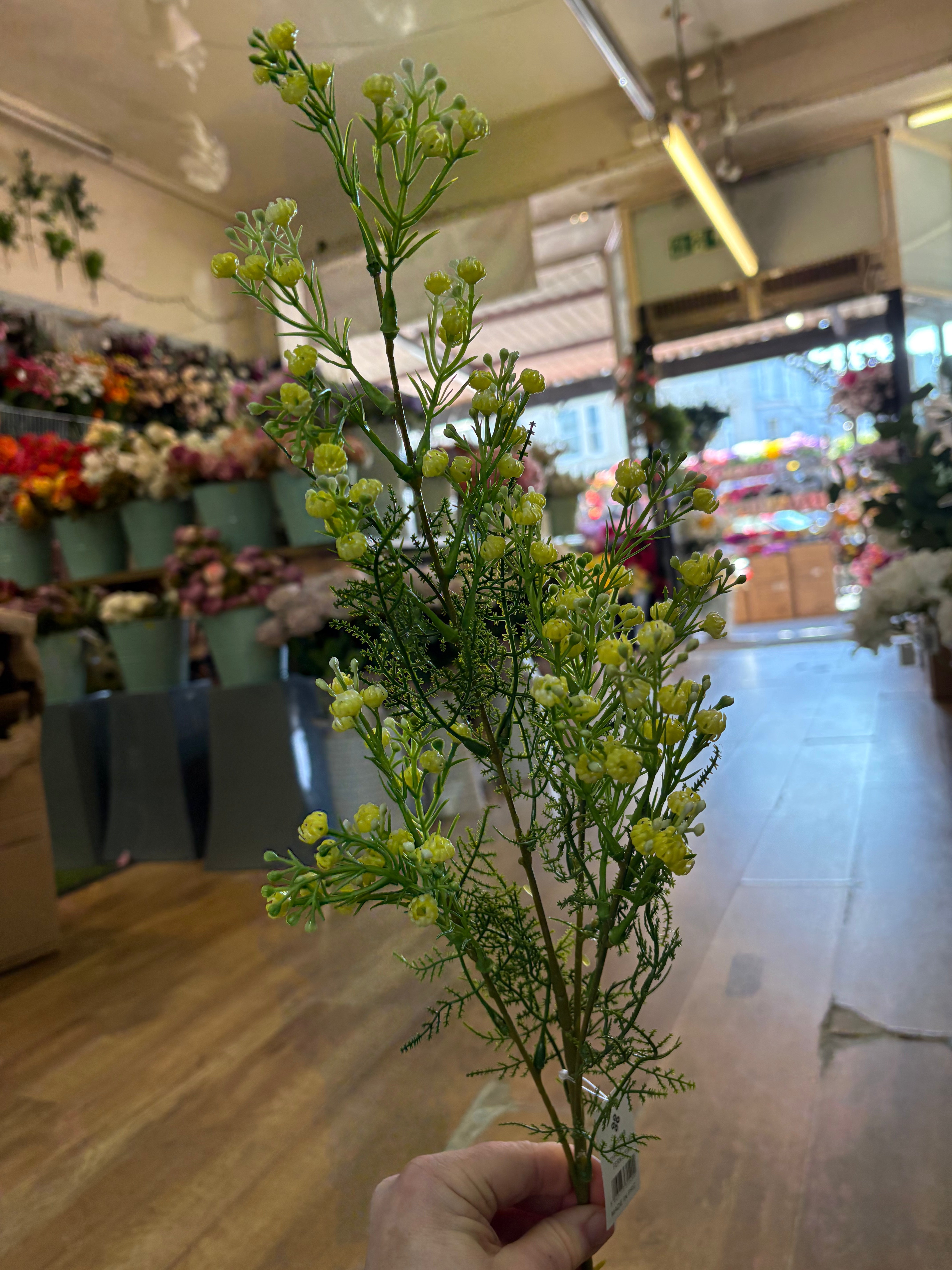 Long stem yellow gypsophila and fern stem
