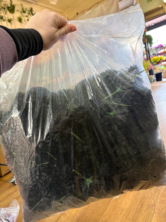 Bag of 144 black carnation picks
