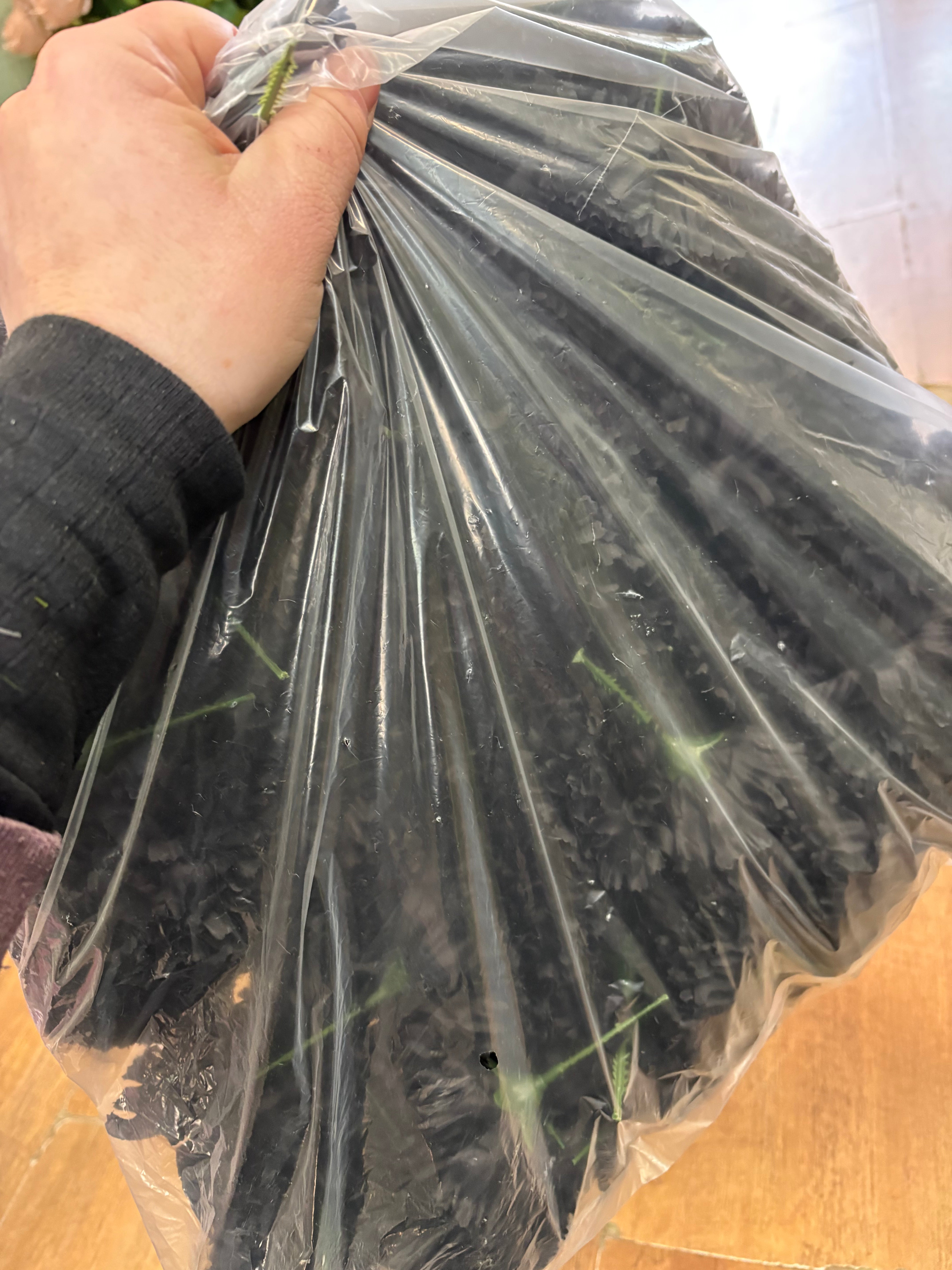 Bag of 144 black carnation picks