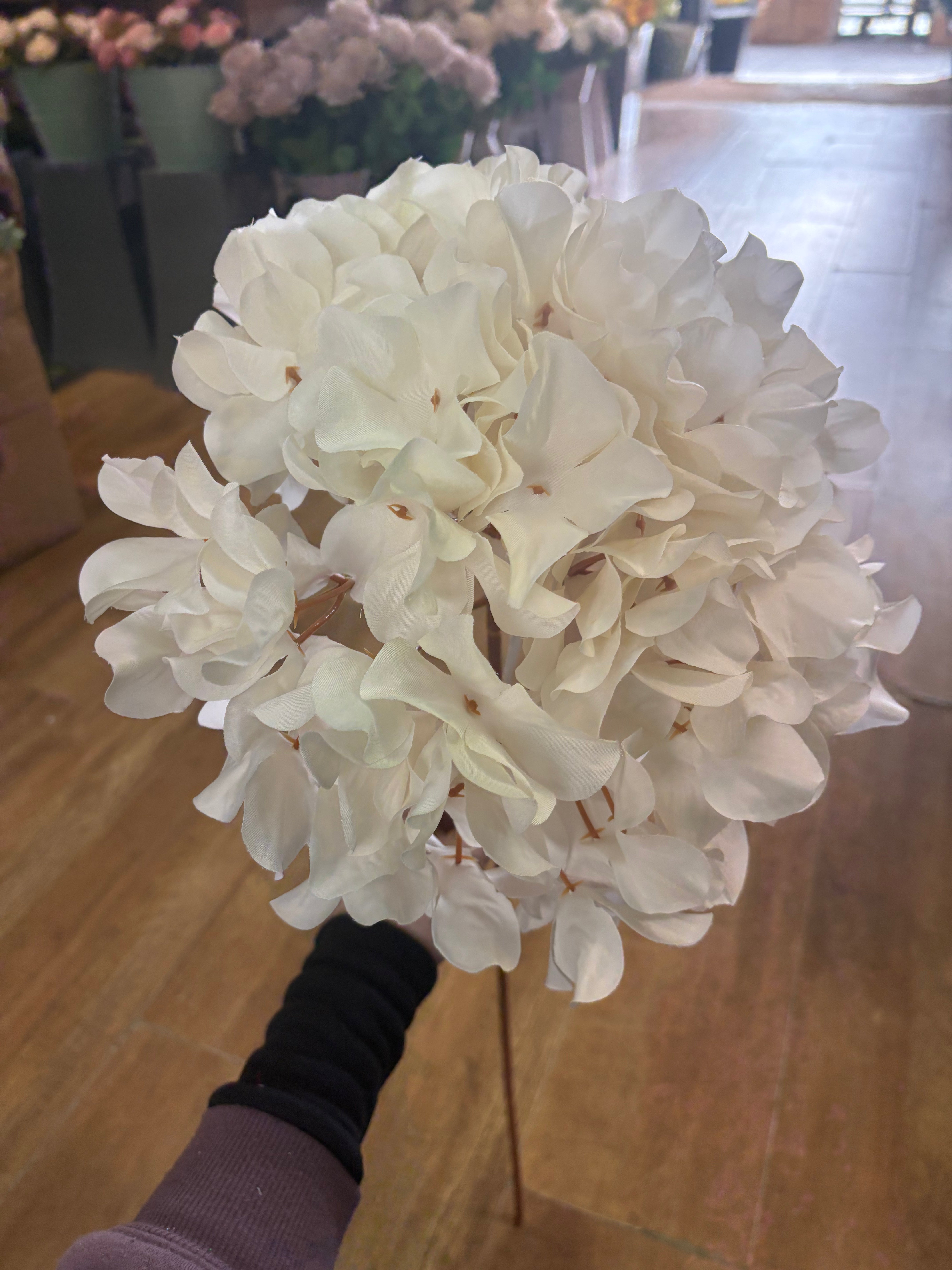 75cm tall cream large hydrangea