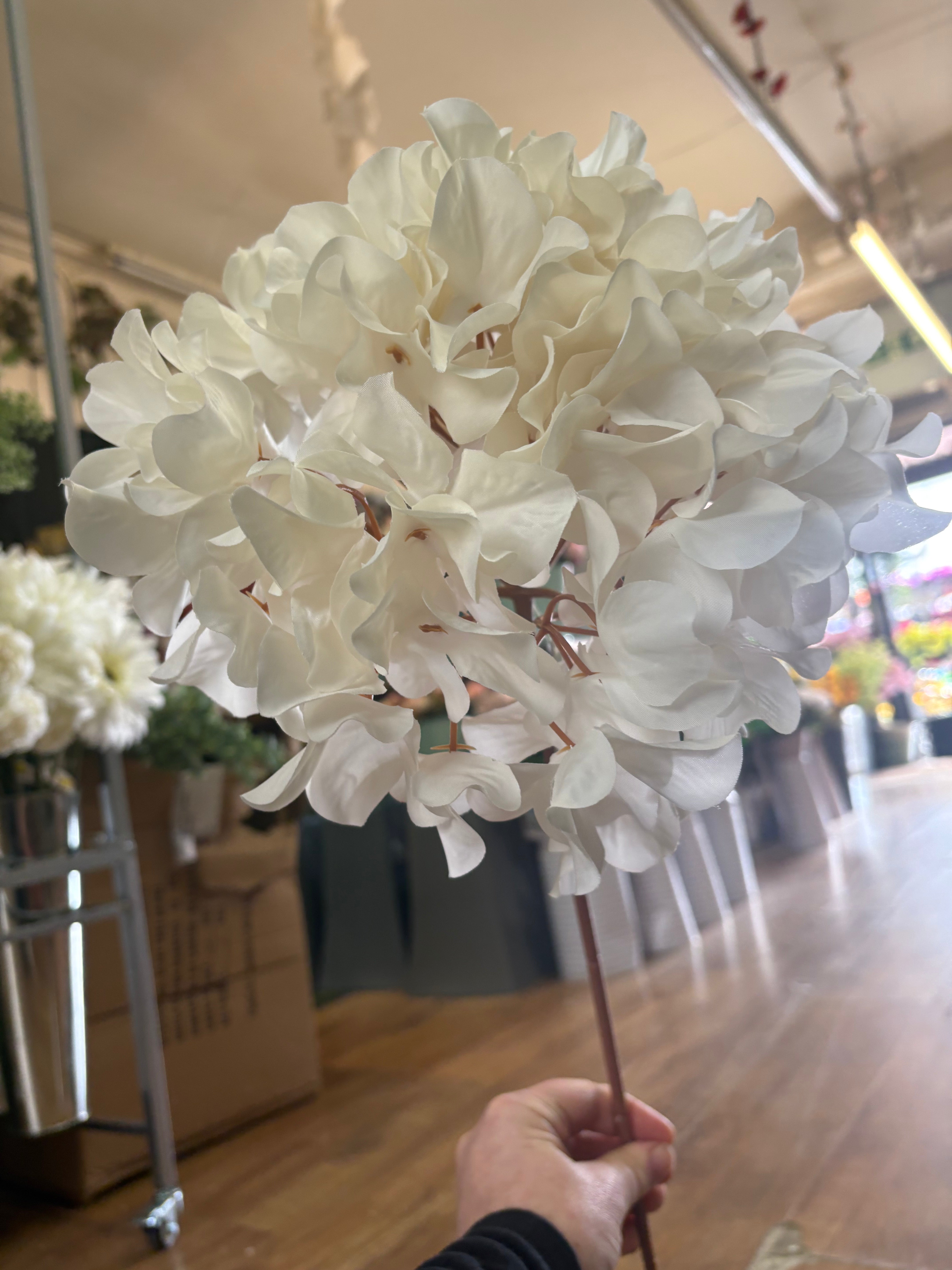 75cm tall cream large hydrangea