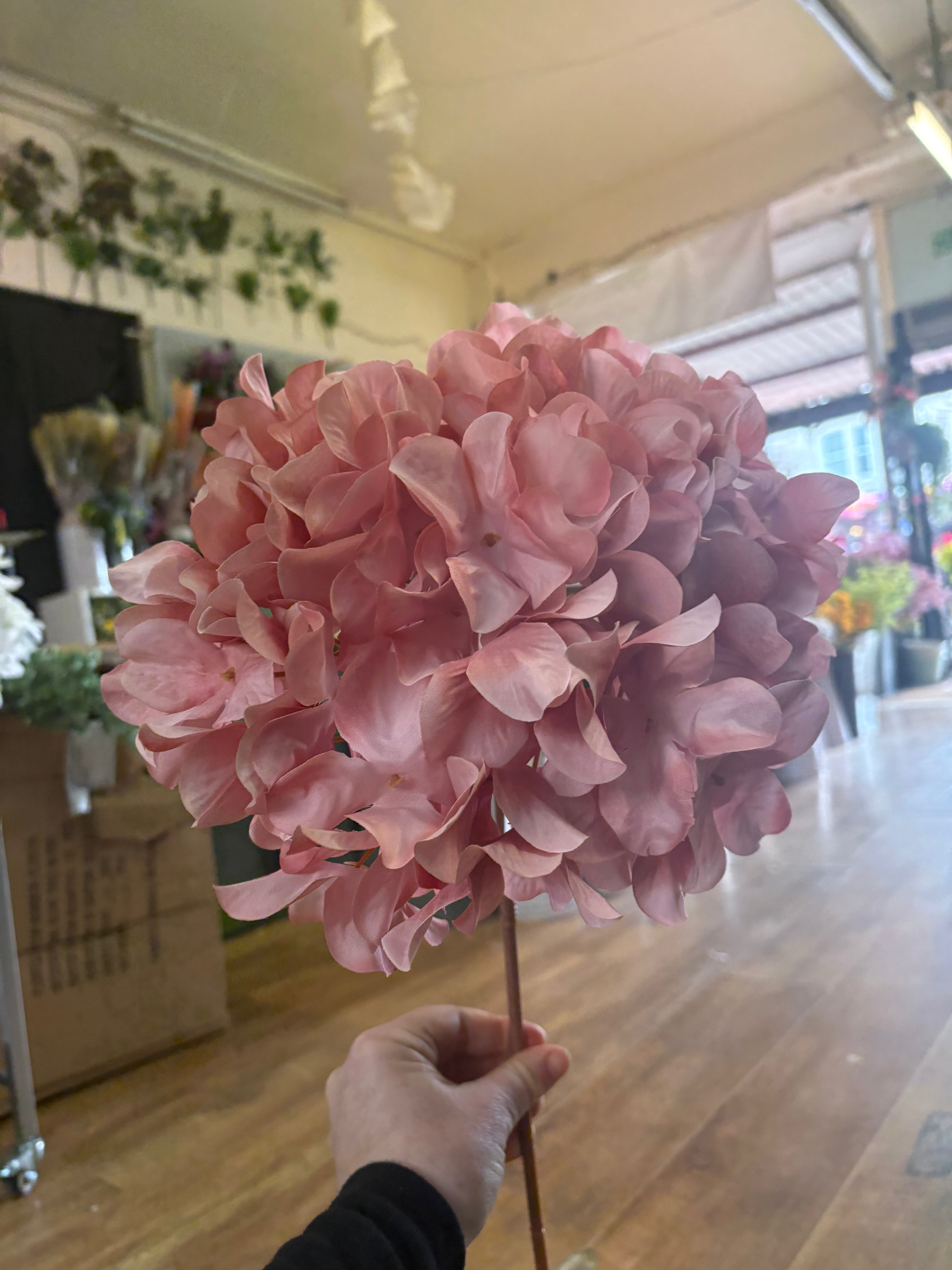75cm tall blush pink large hydrangea