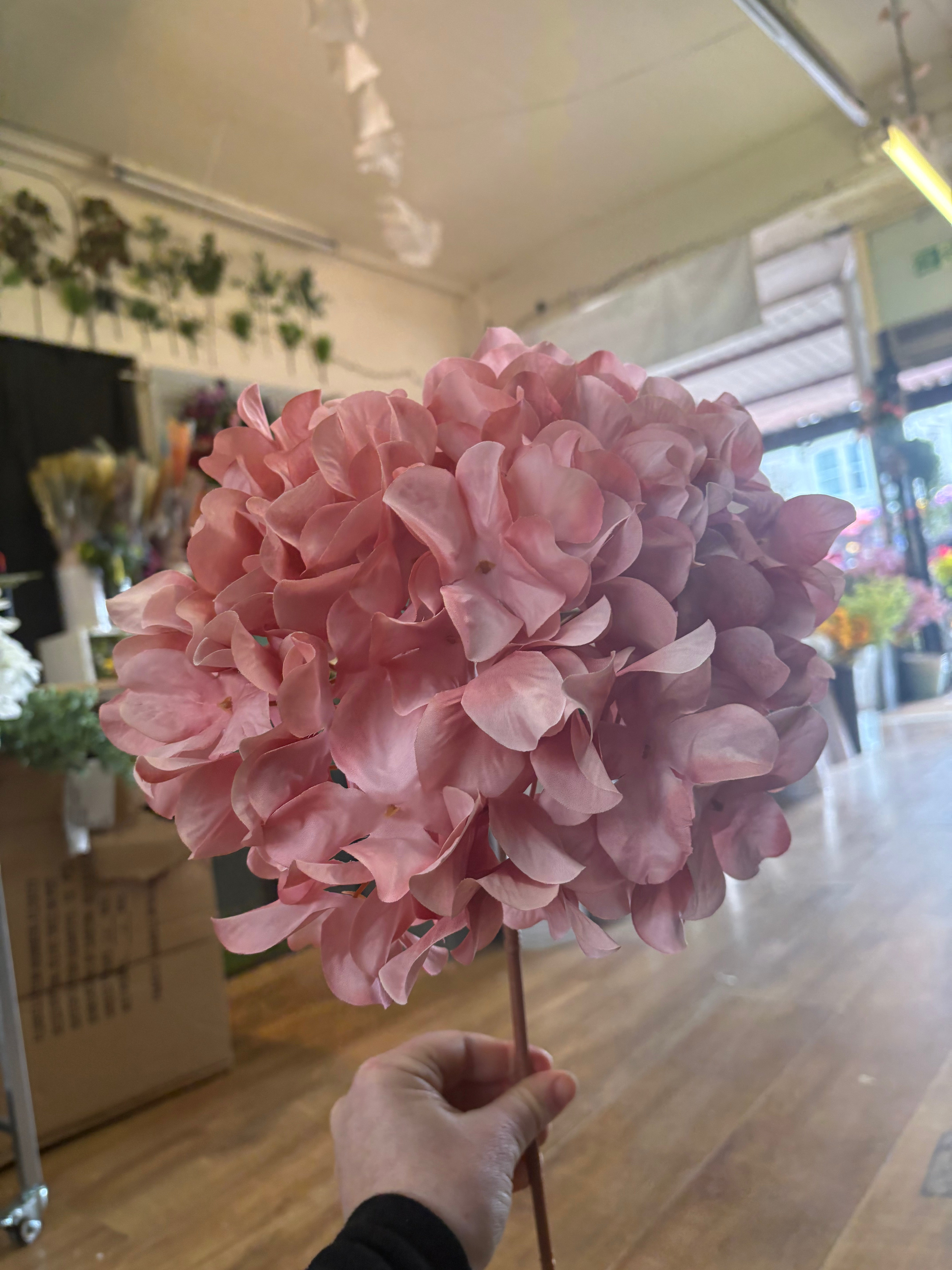 75cm tall blush pink large hydrangea