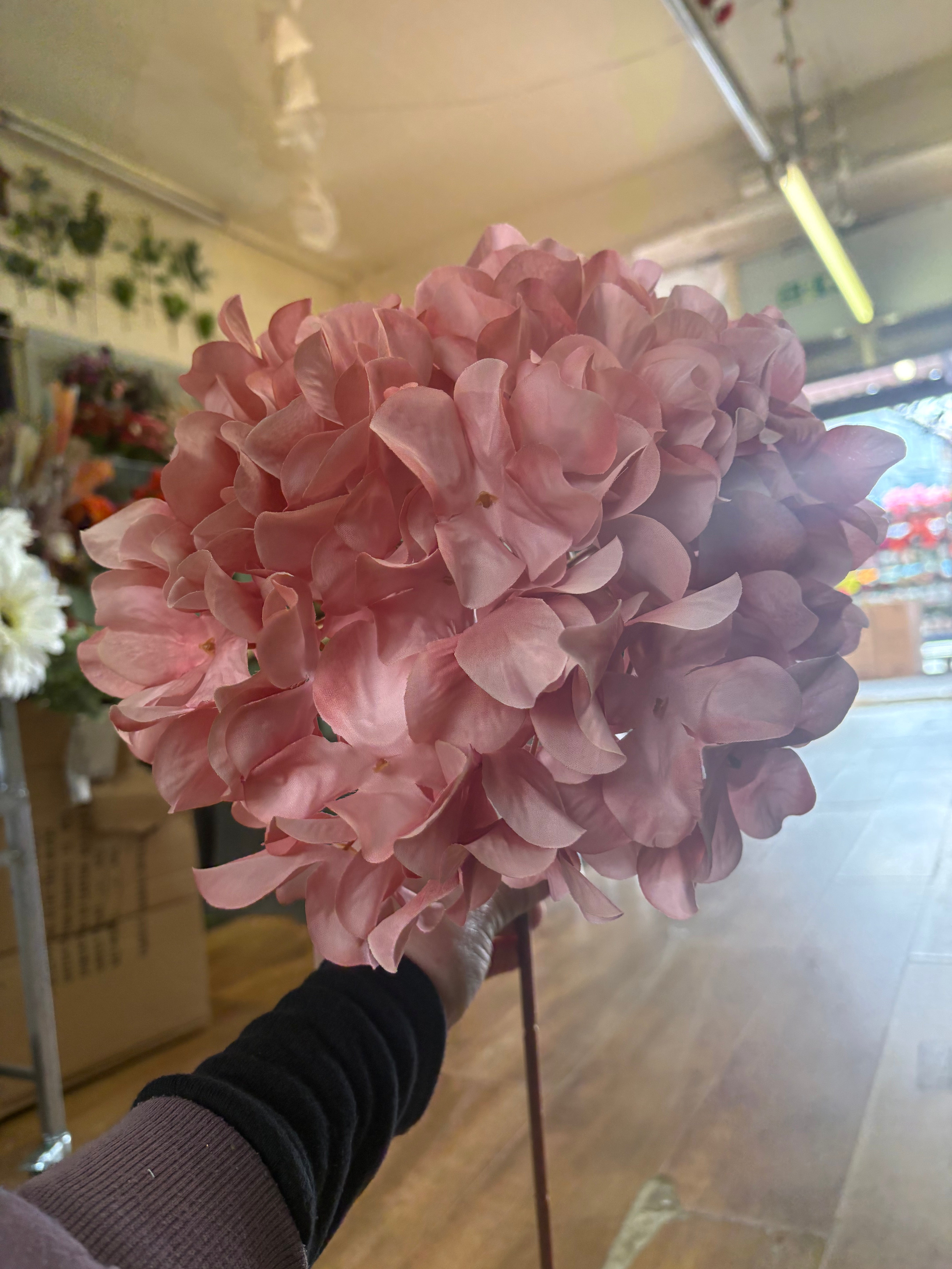 75cm tall blush pink large hydrangea