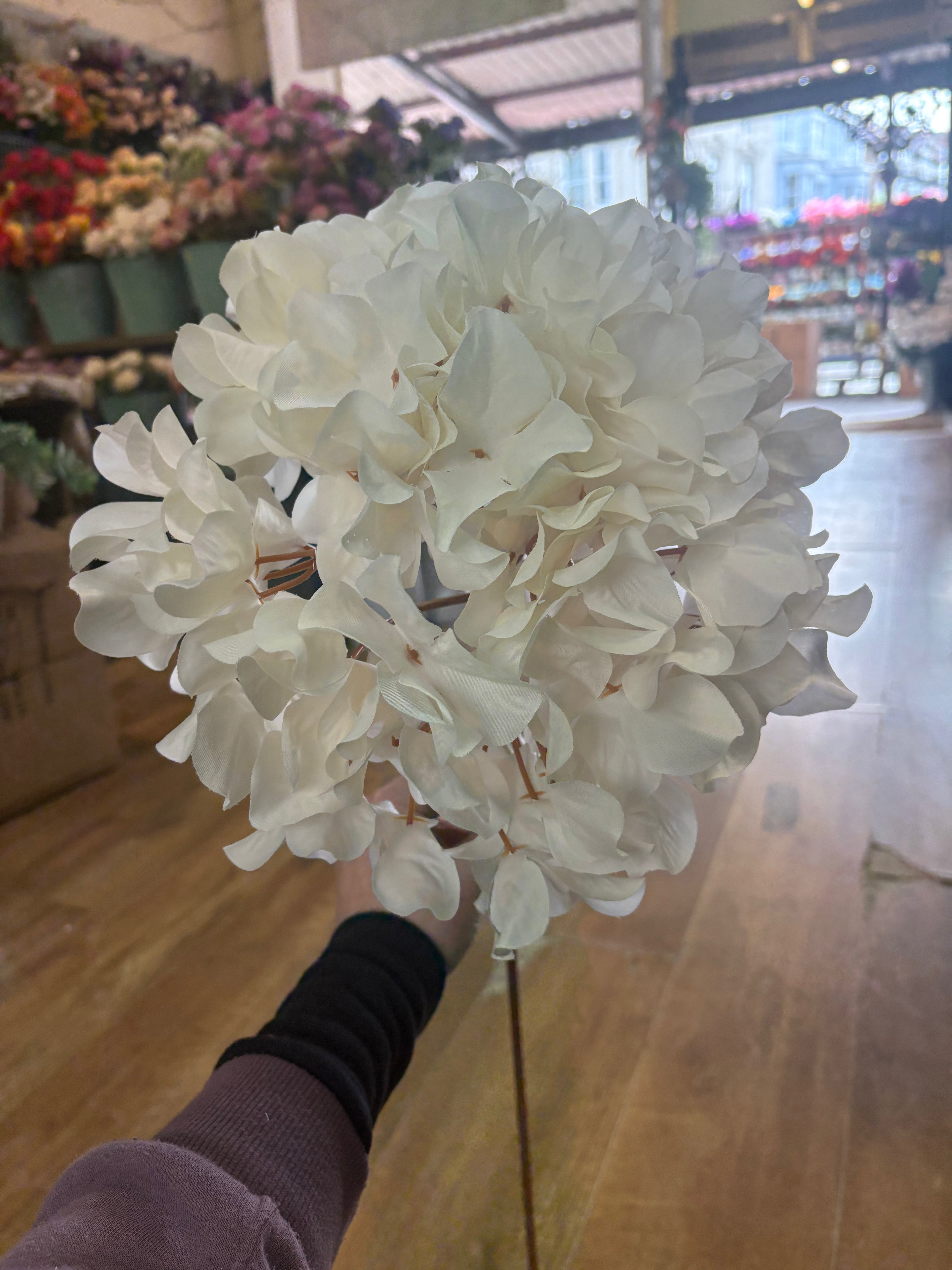 75cm tall cream large hydrangea