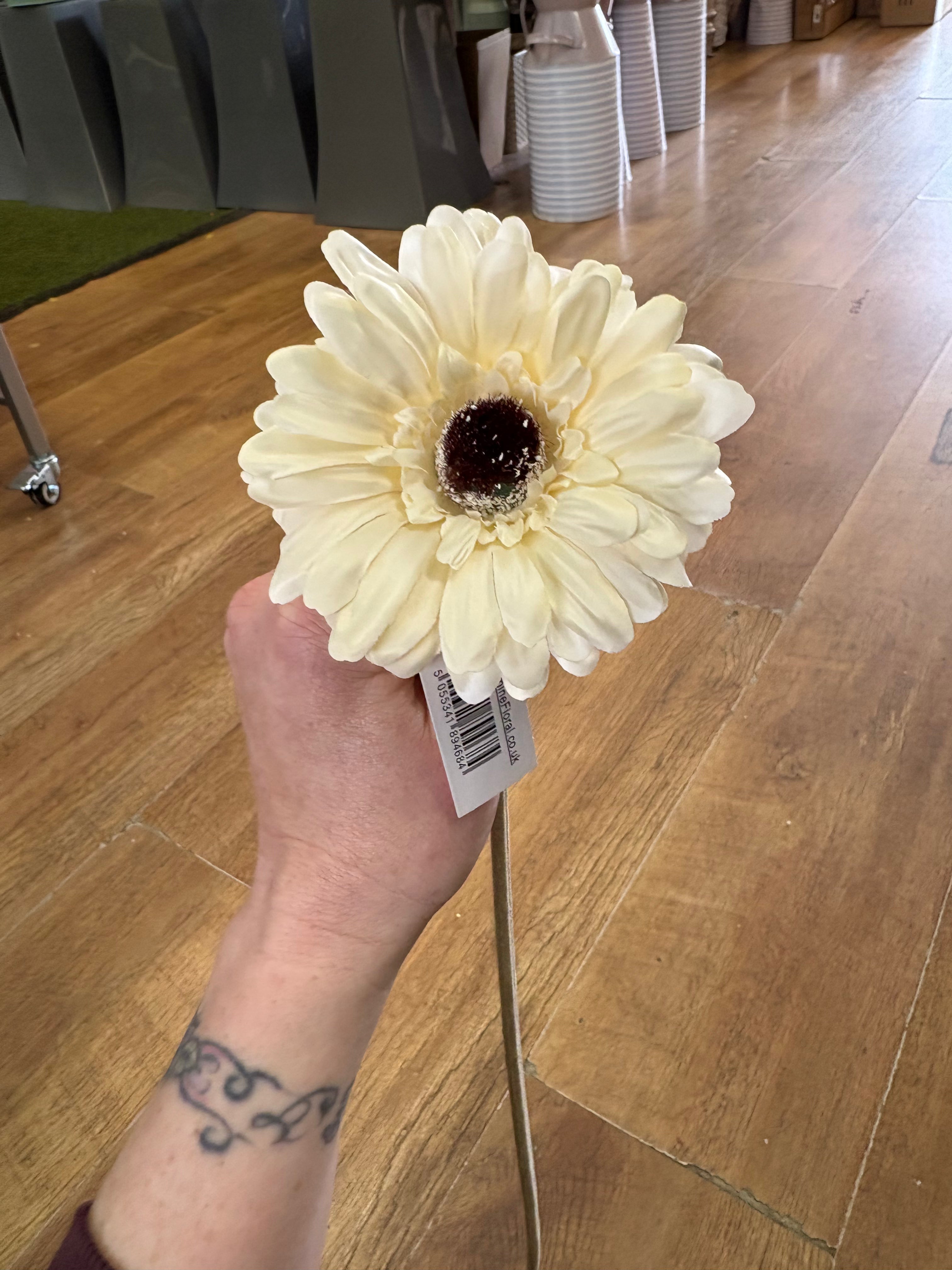 Single cream gerbera