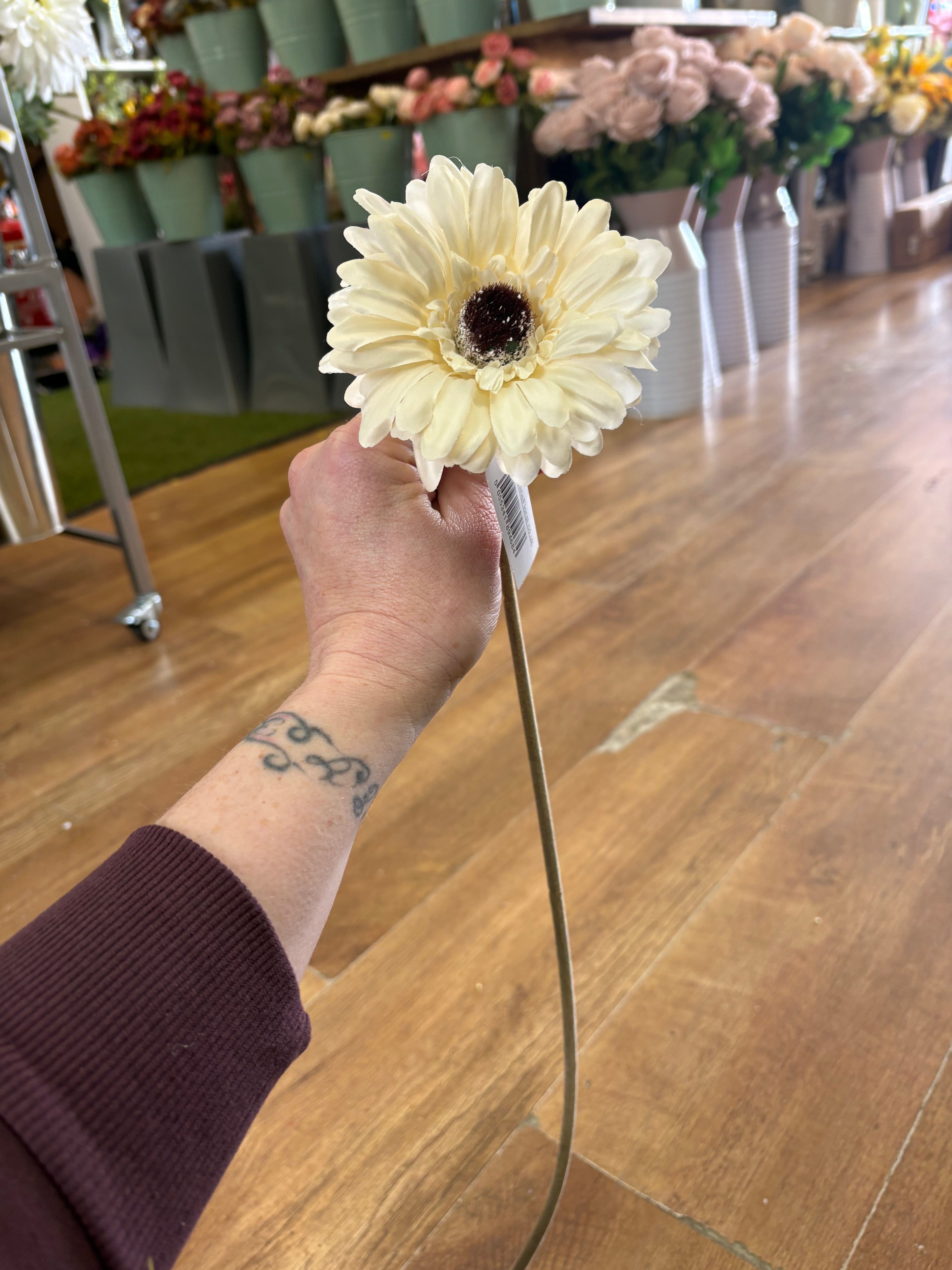 Single cream gerbera