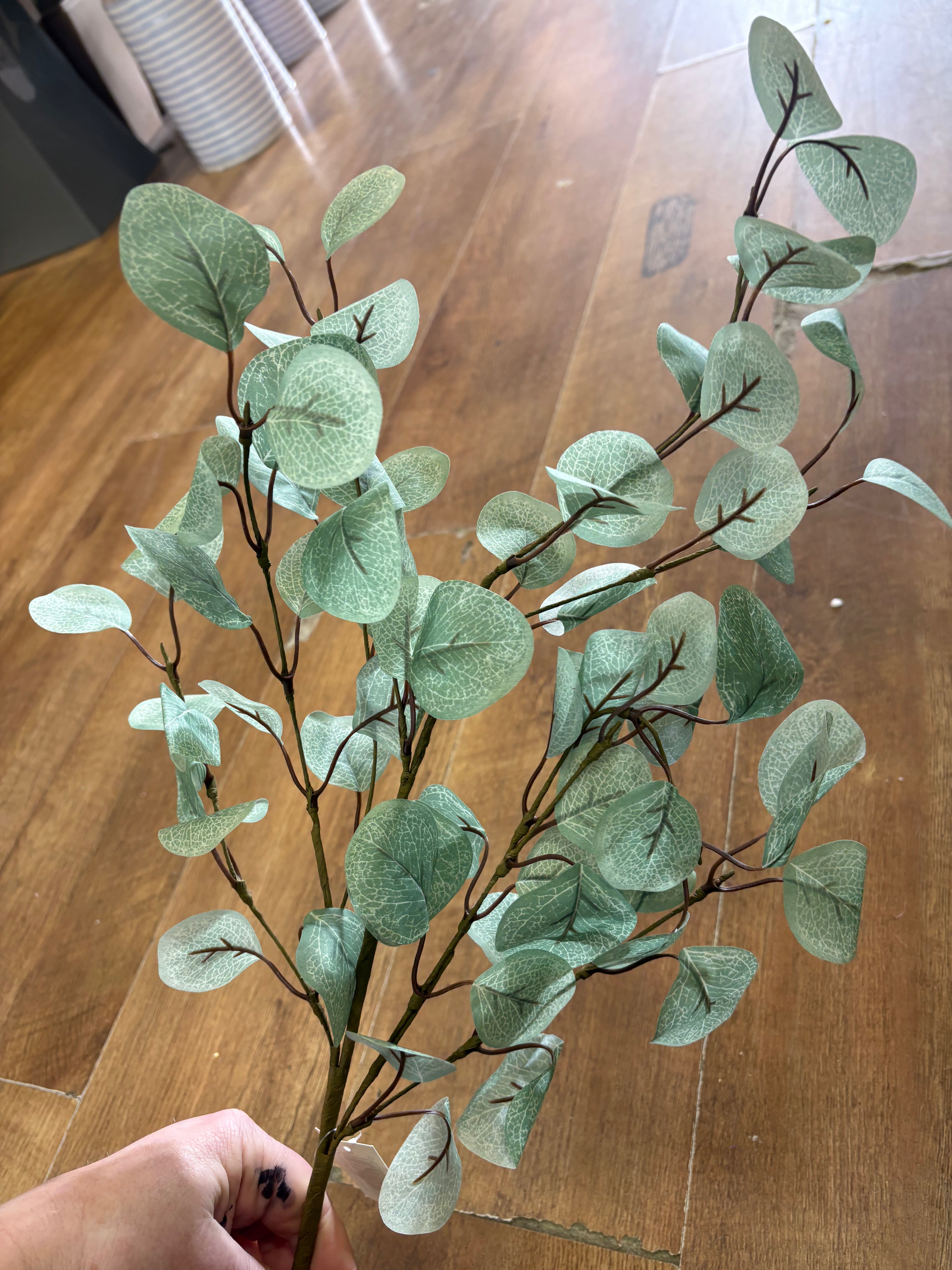 Medium length pale eucalyptus branch