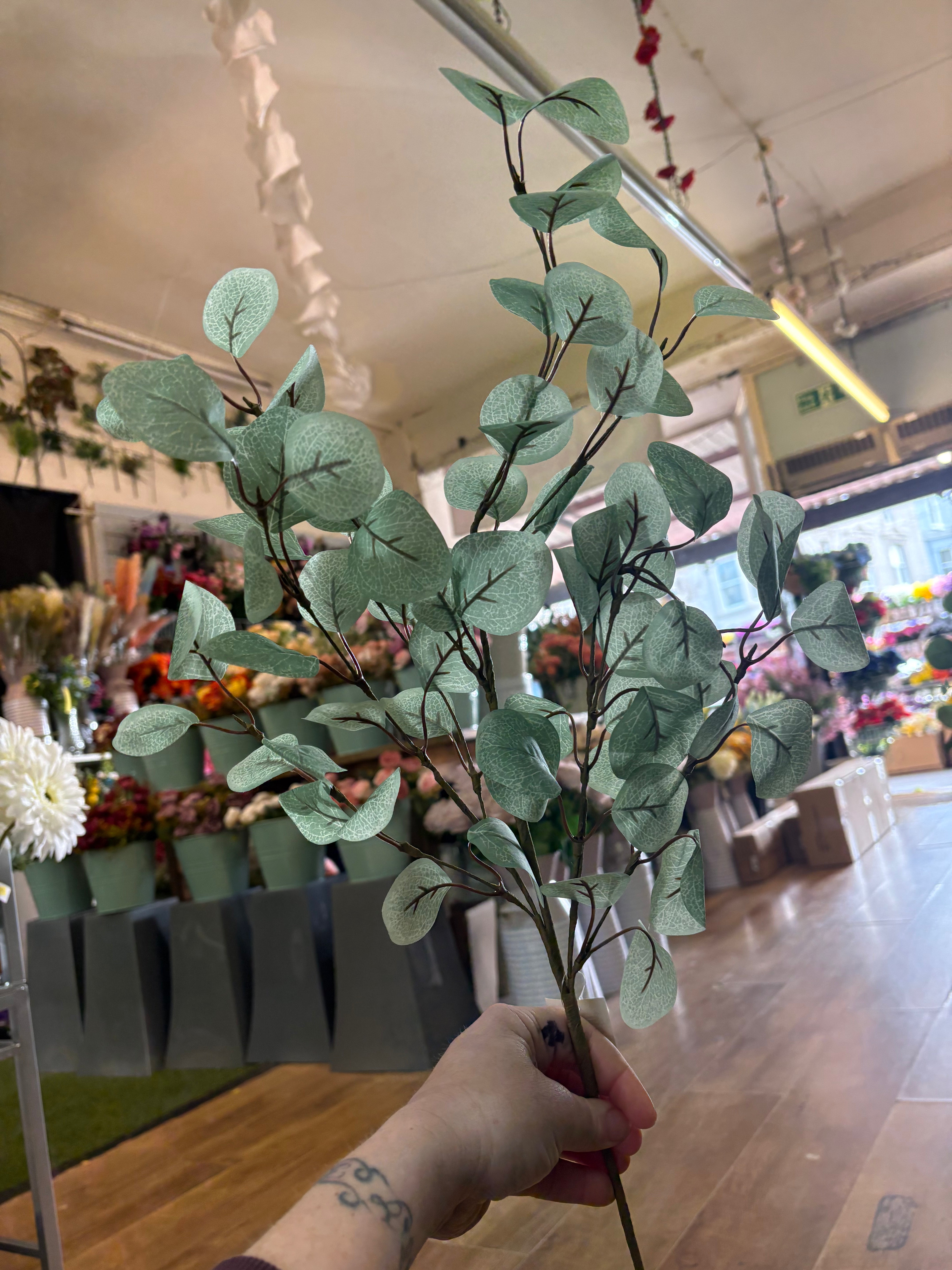 Medium length pale eucalyptus branch