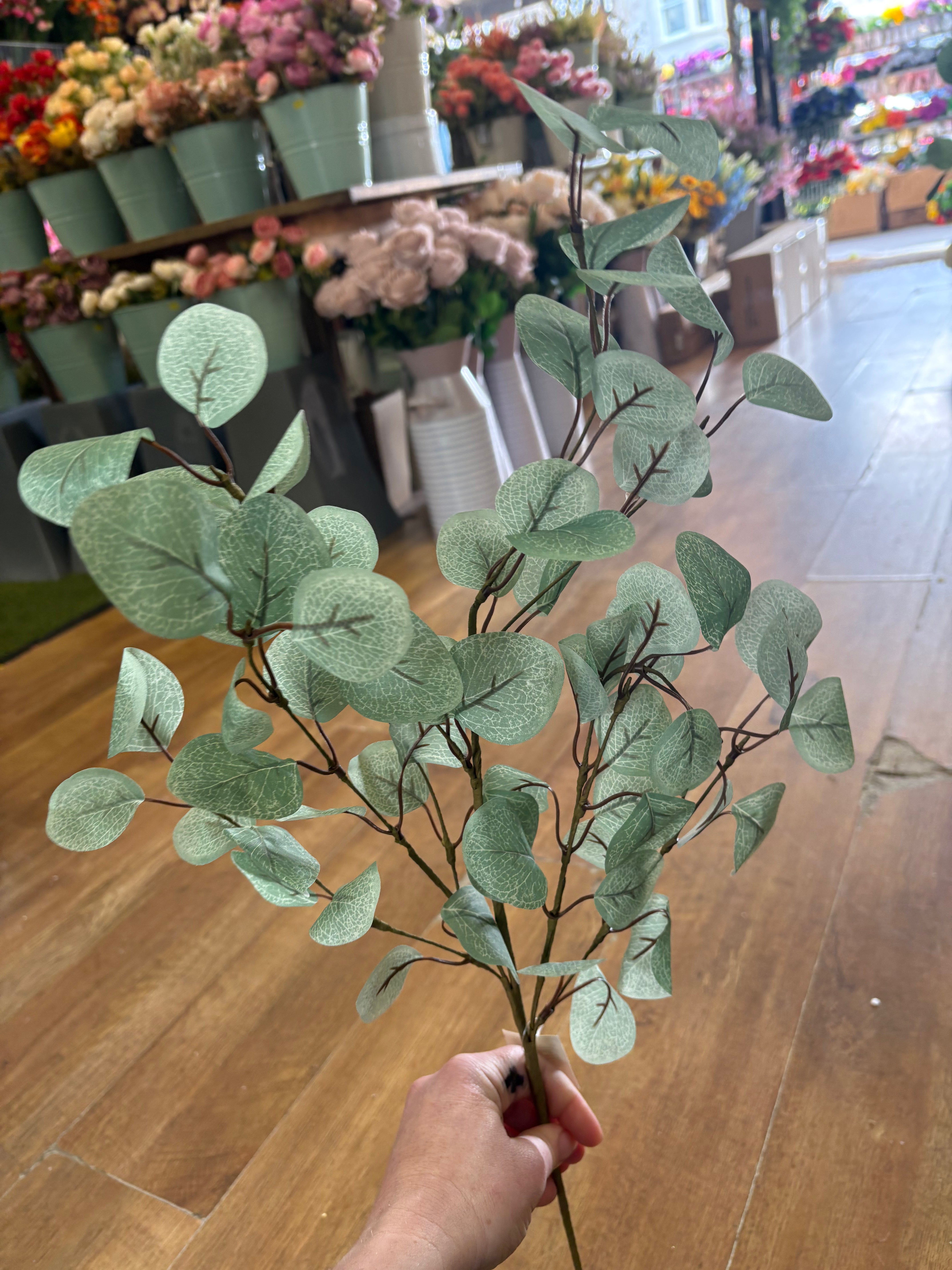 Medium length pale eucalyptus branch