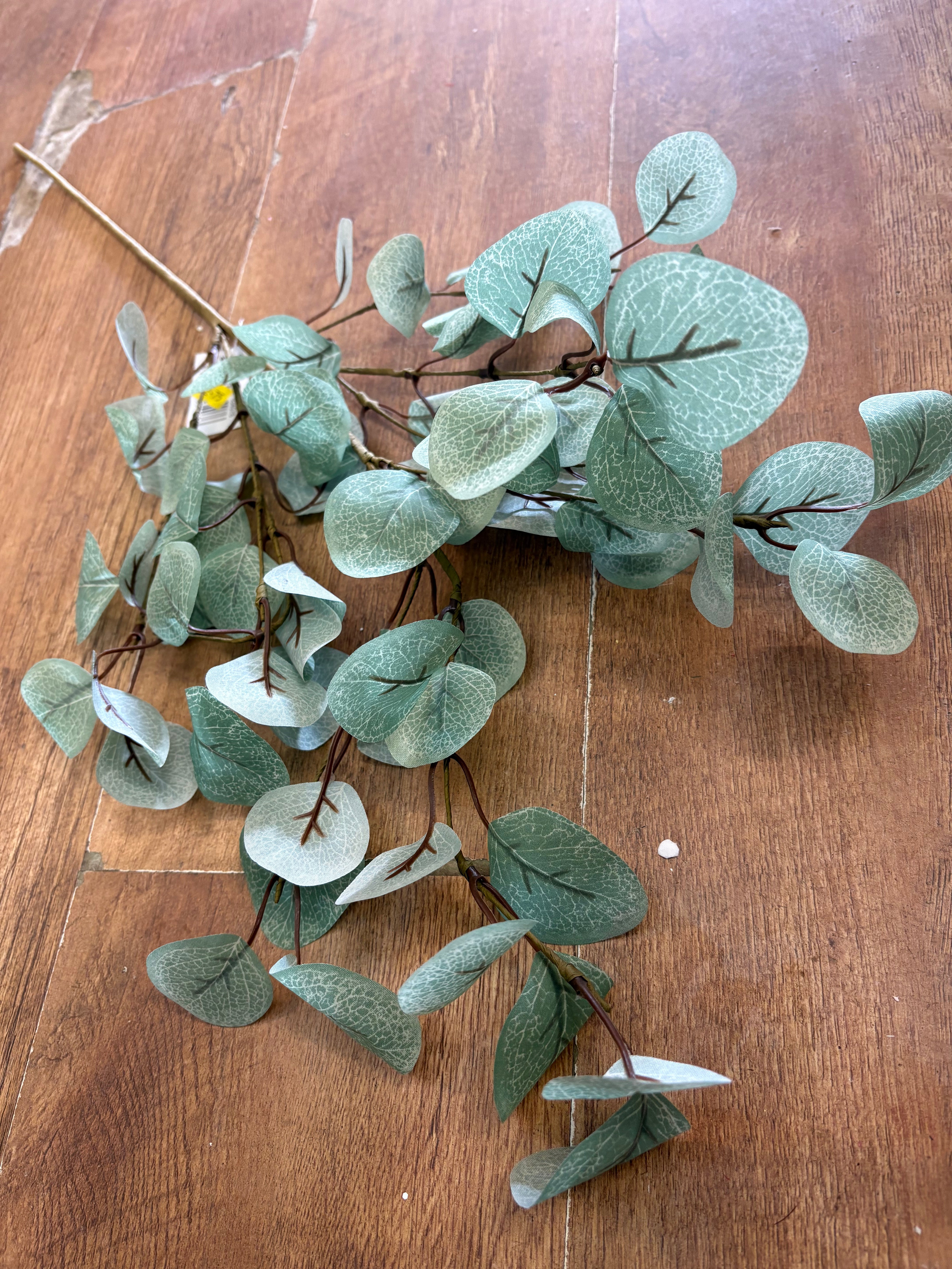 Medium length pale eucalyptus branch