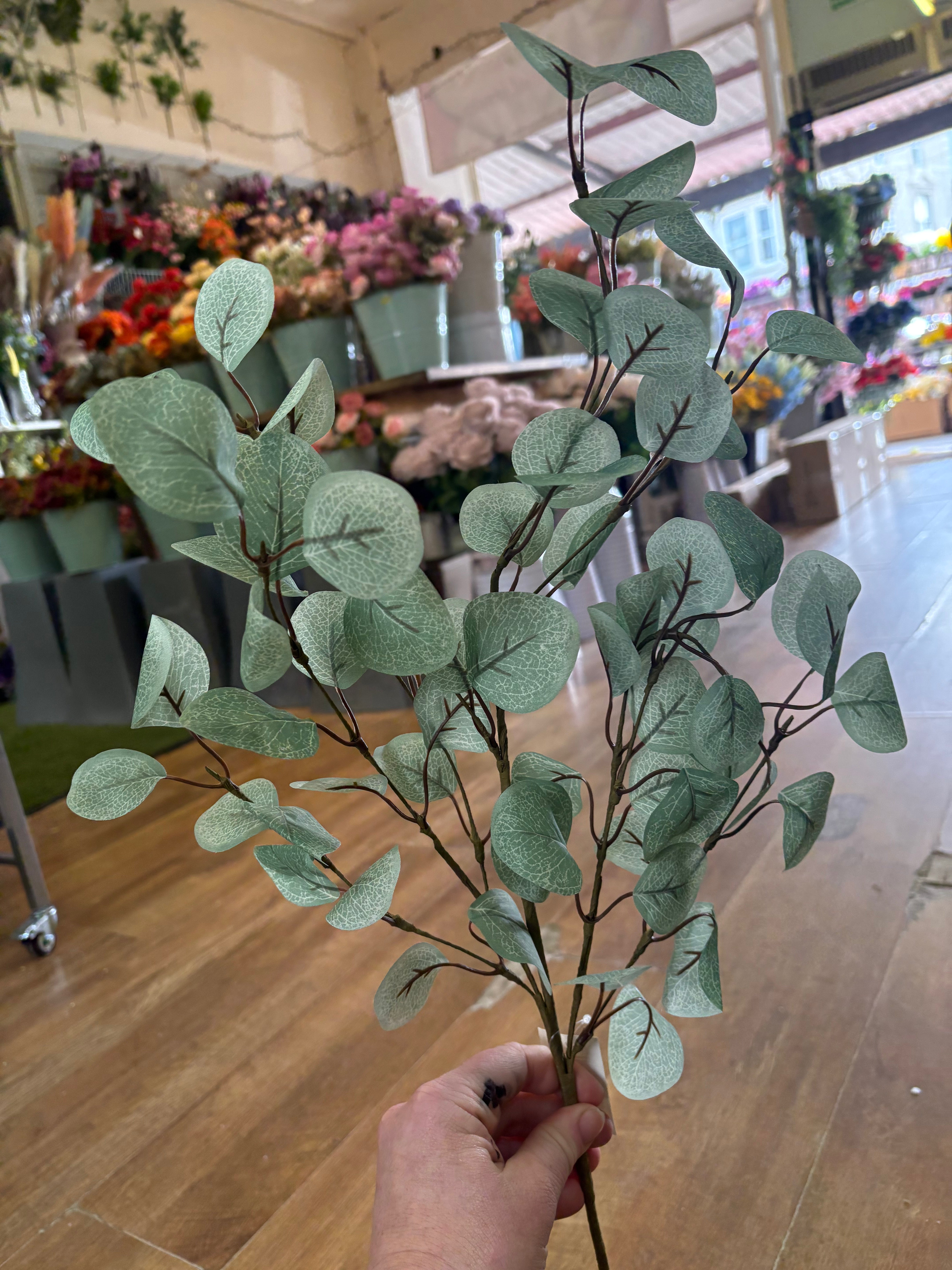Medium length pale eucalyptus branch