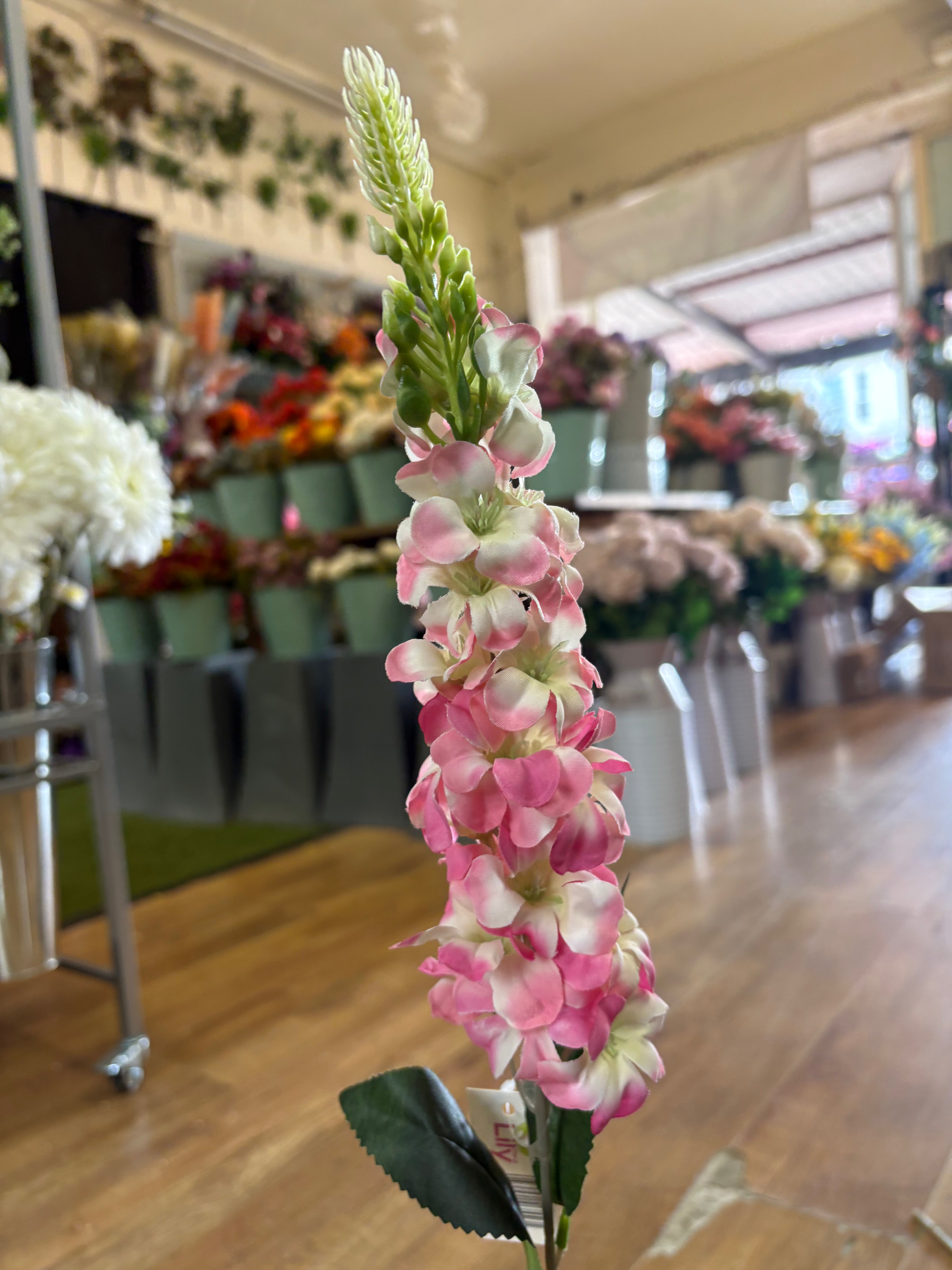 Single delphinium - 5 colours available