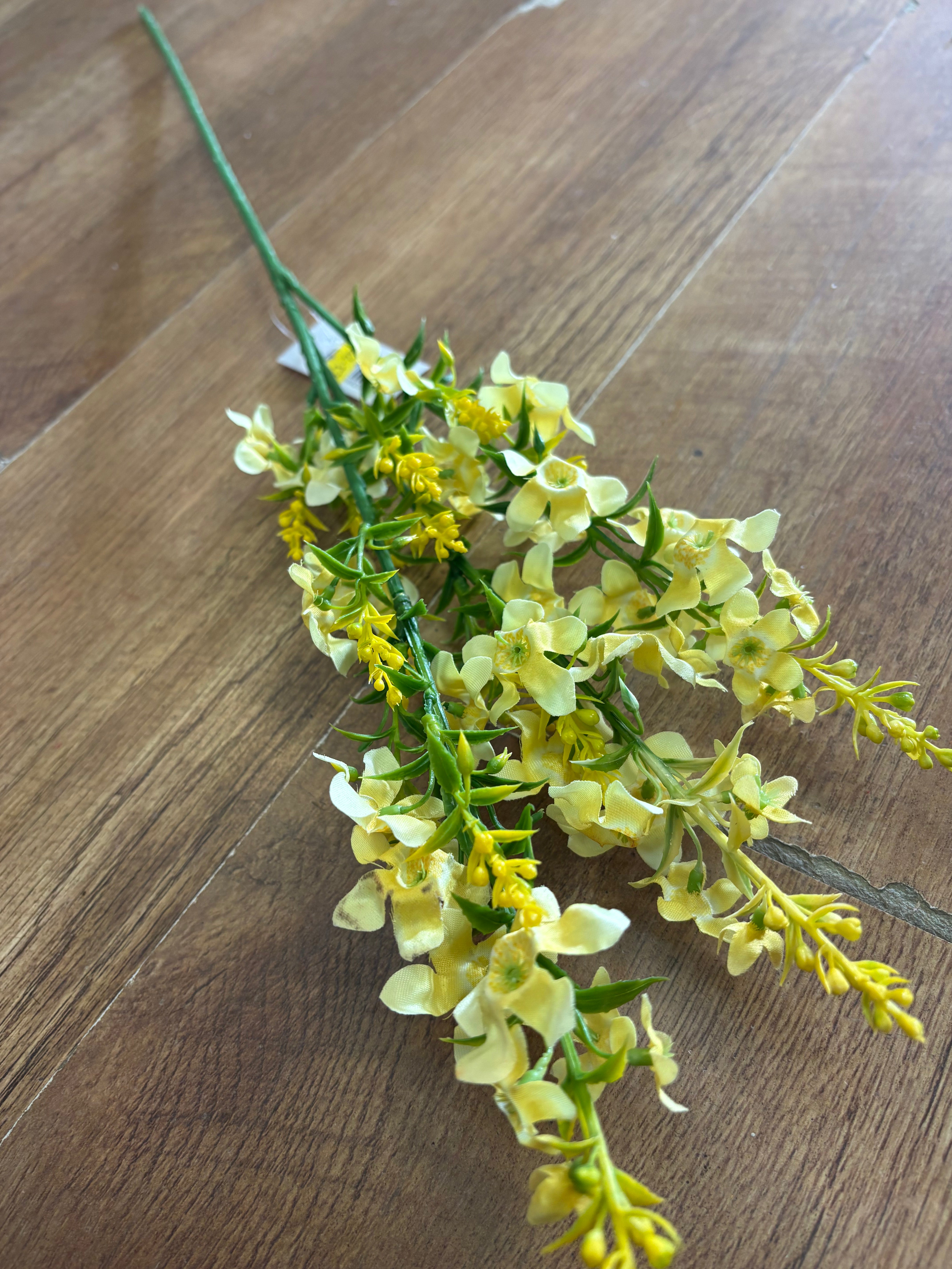 Long stem catmint - 4