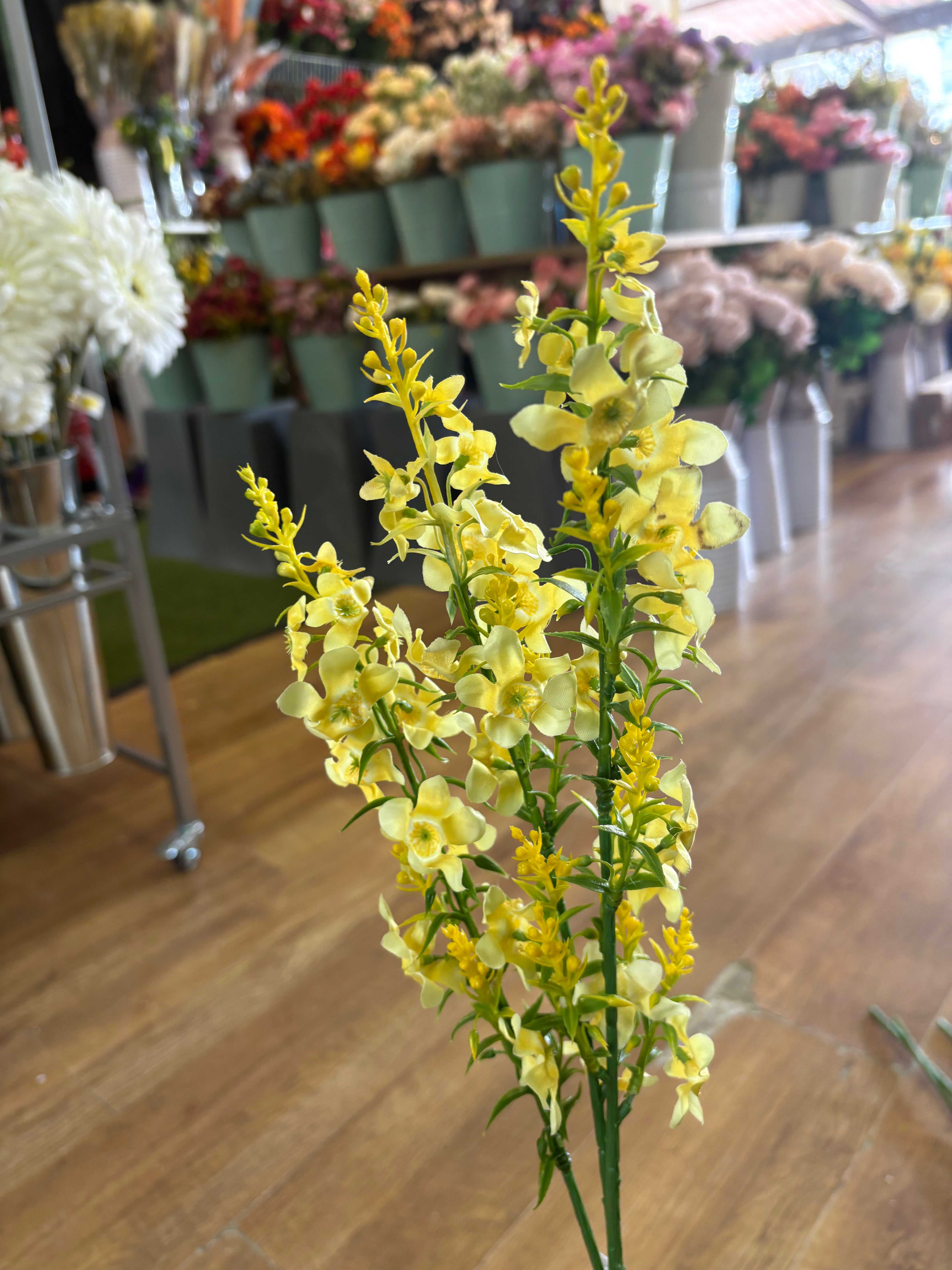 Long stem catmint - 4