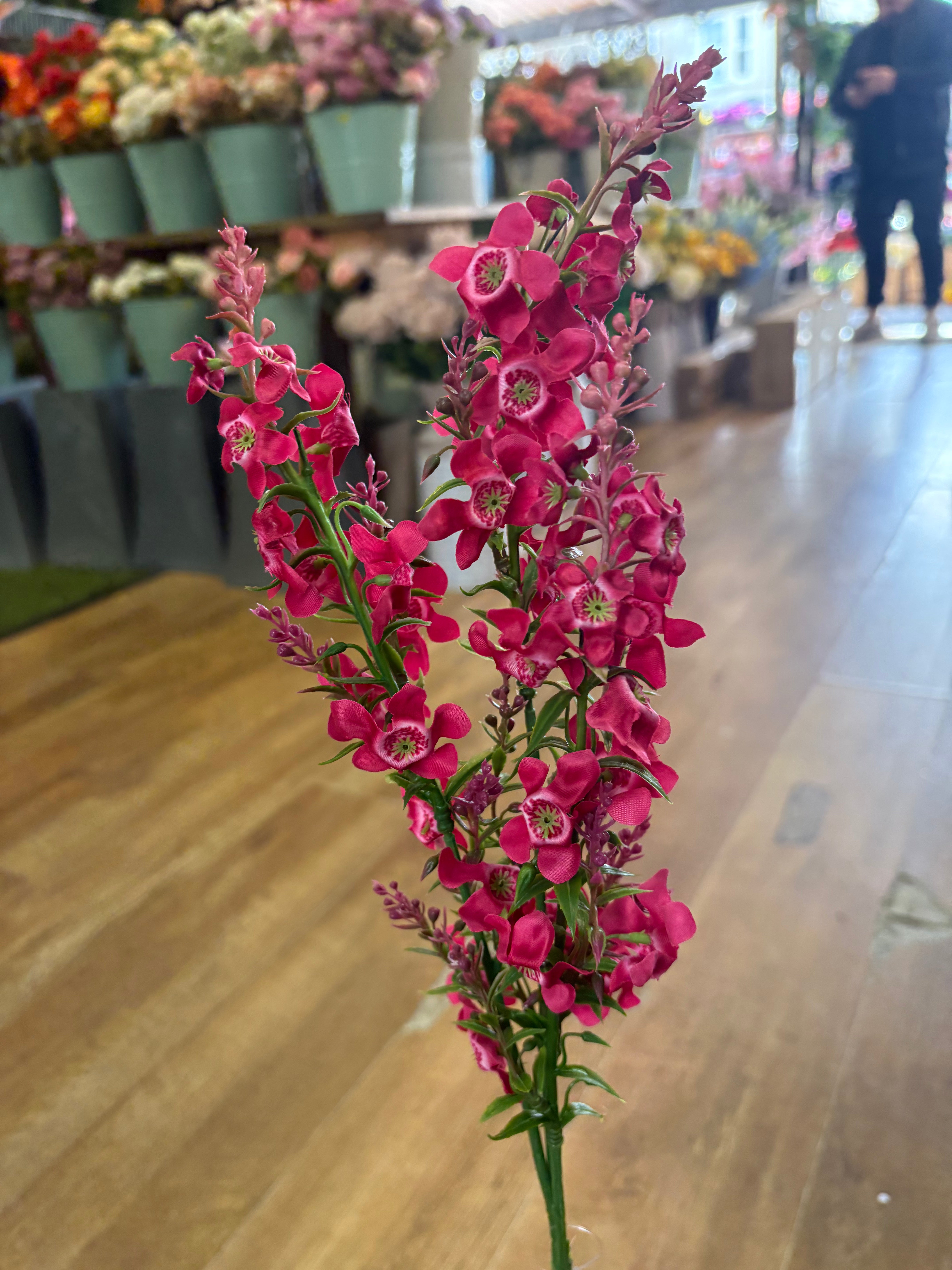 Long stem catmint - 4