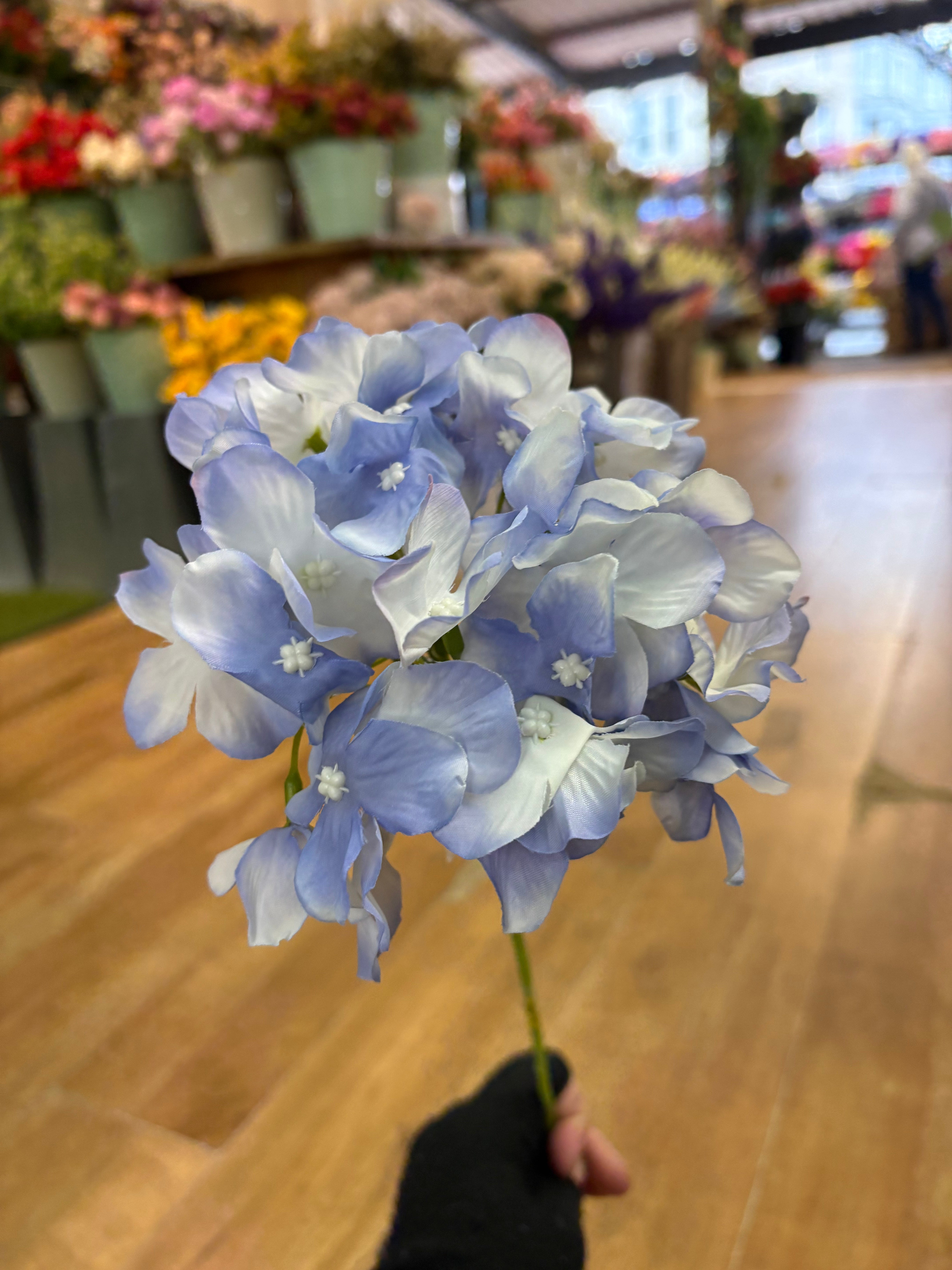 Long stem single ocean blue hydrangea