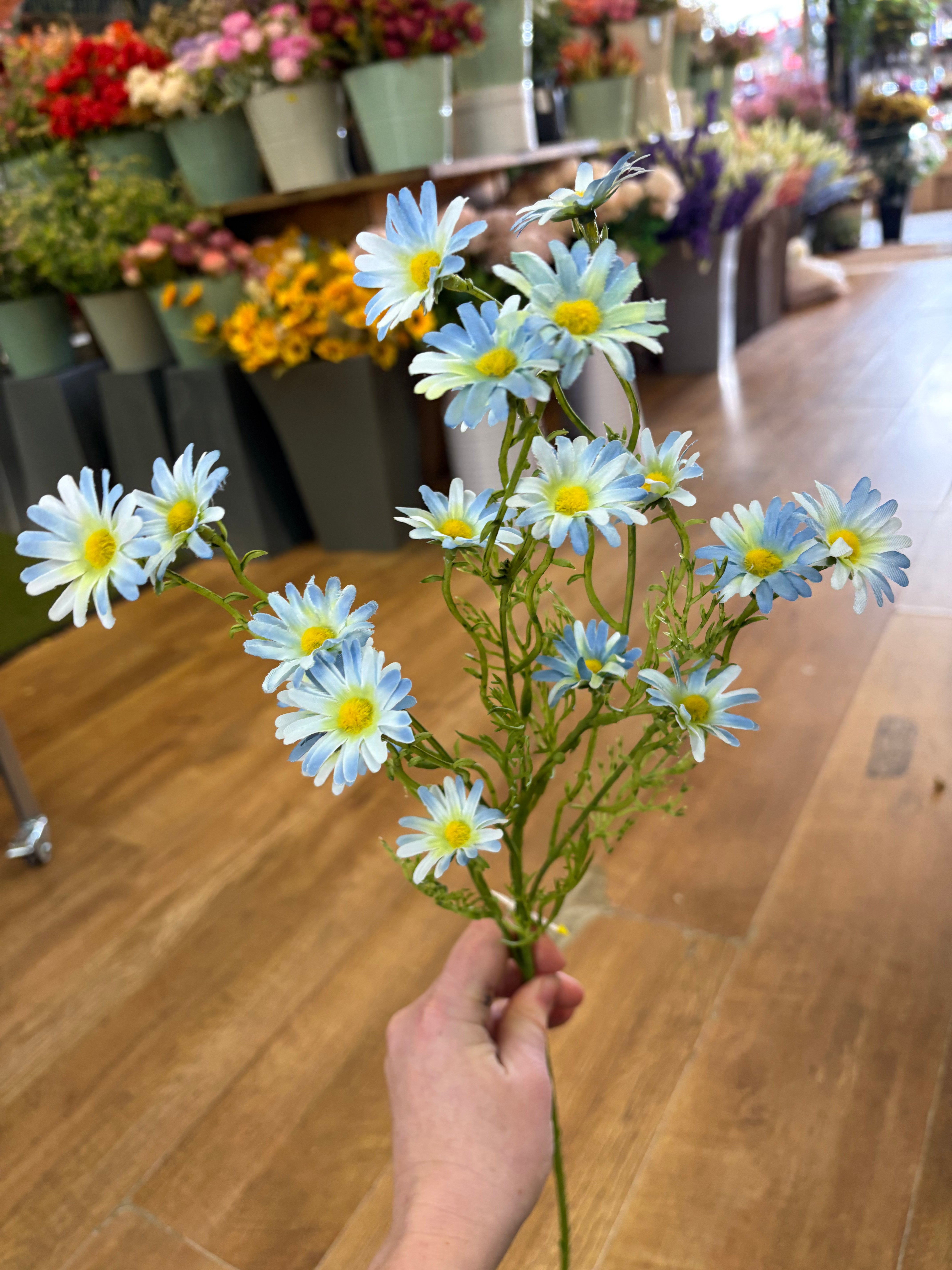 Long stem pale blue aster daisy spray