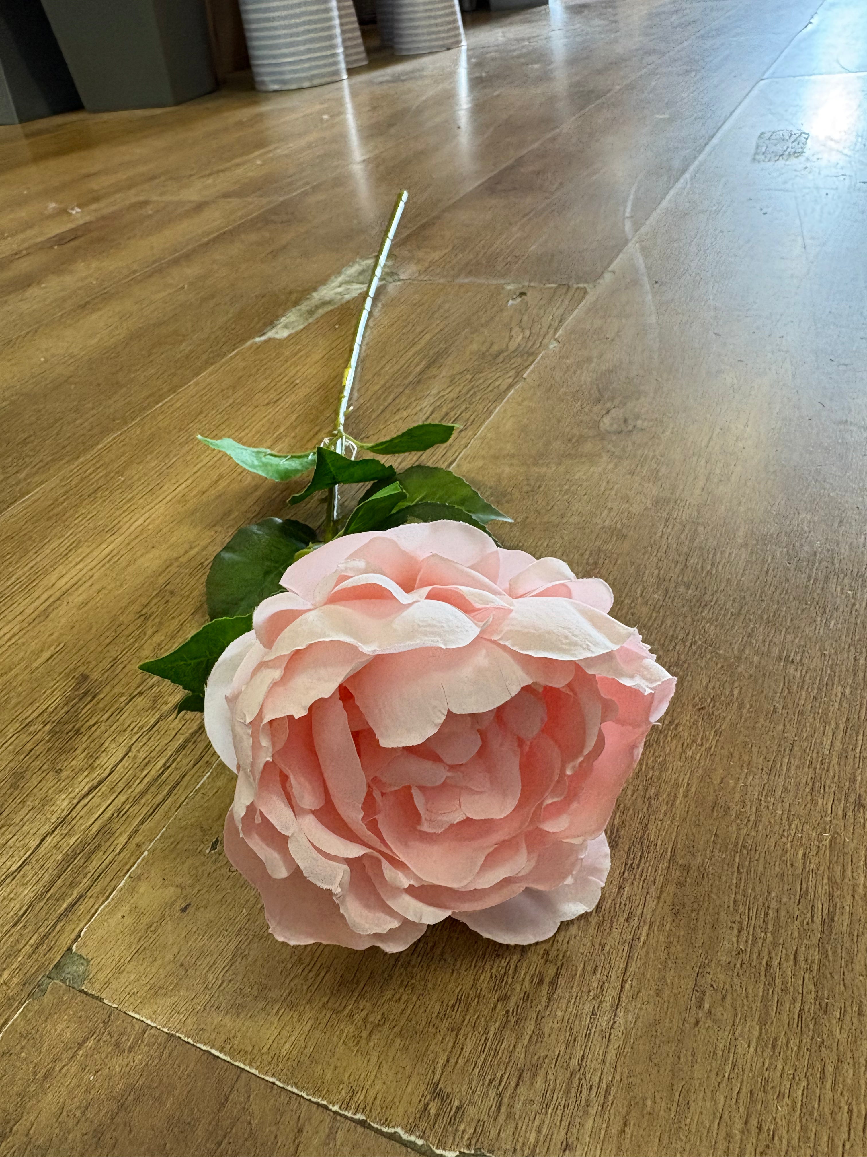Pink Lola peony stem