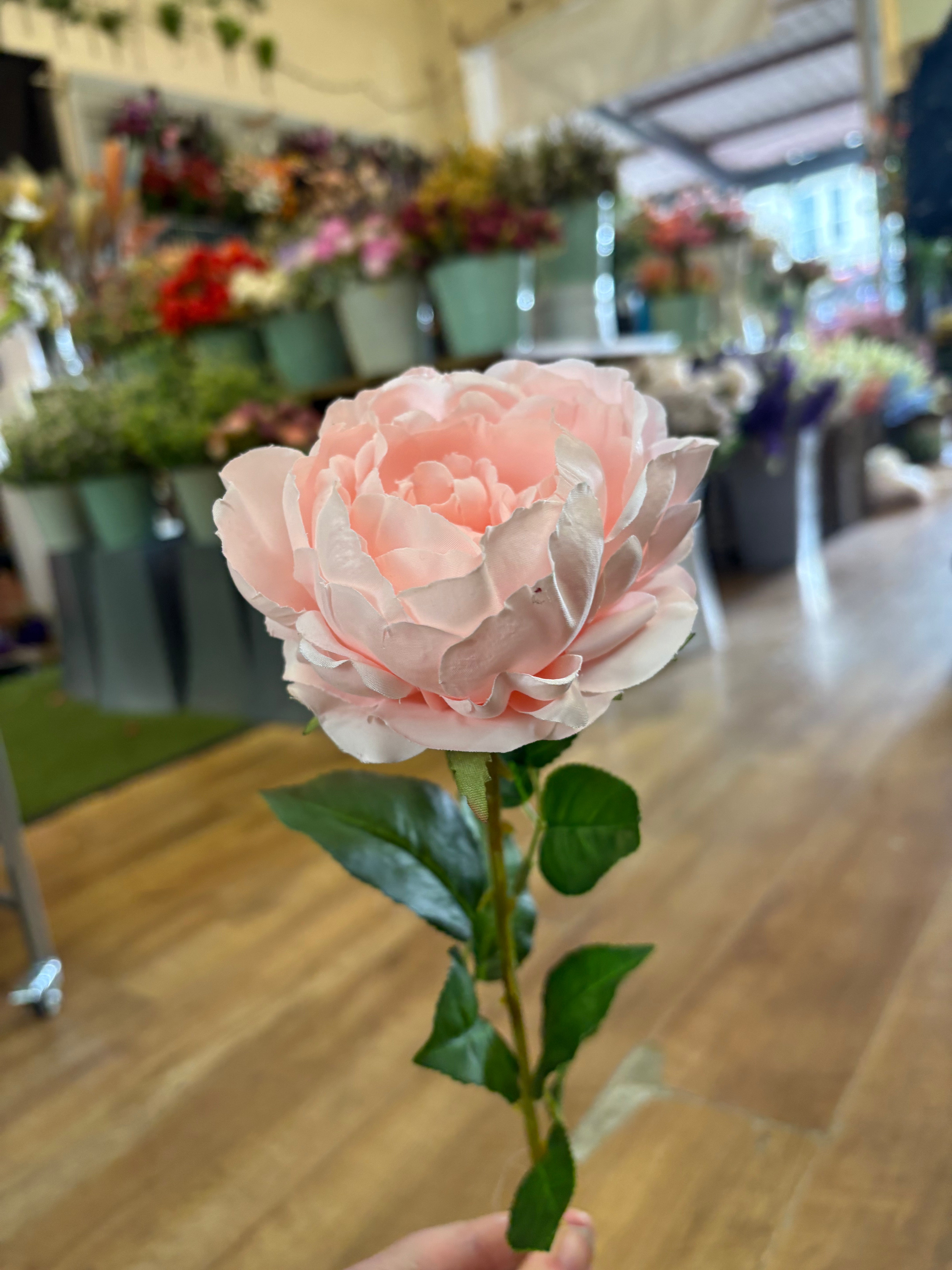 Pink Lola peony stem