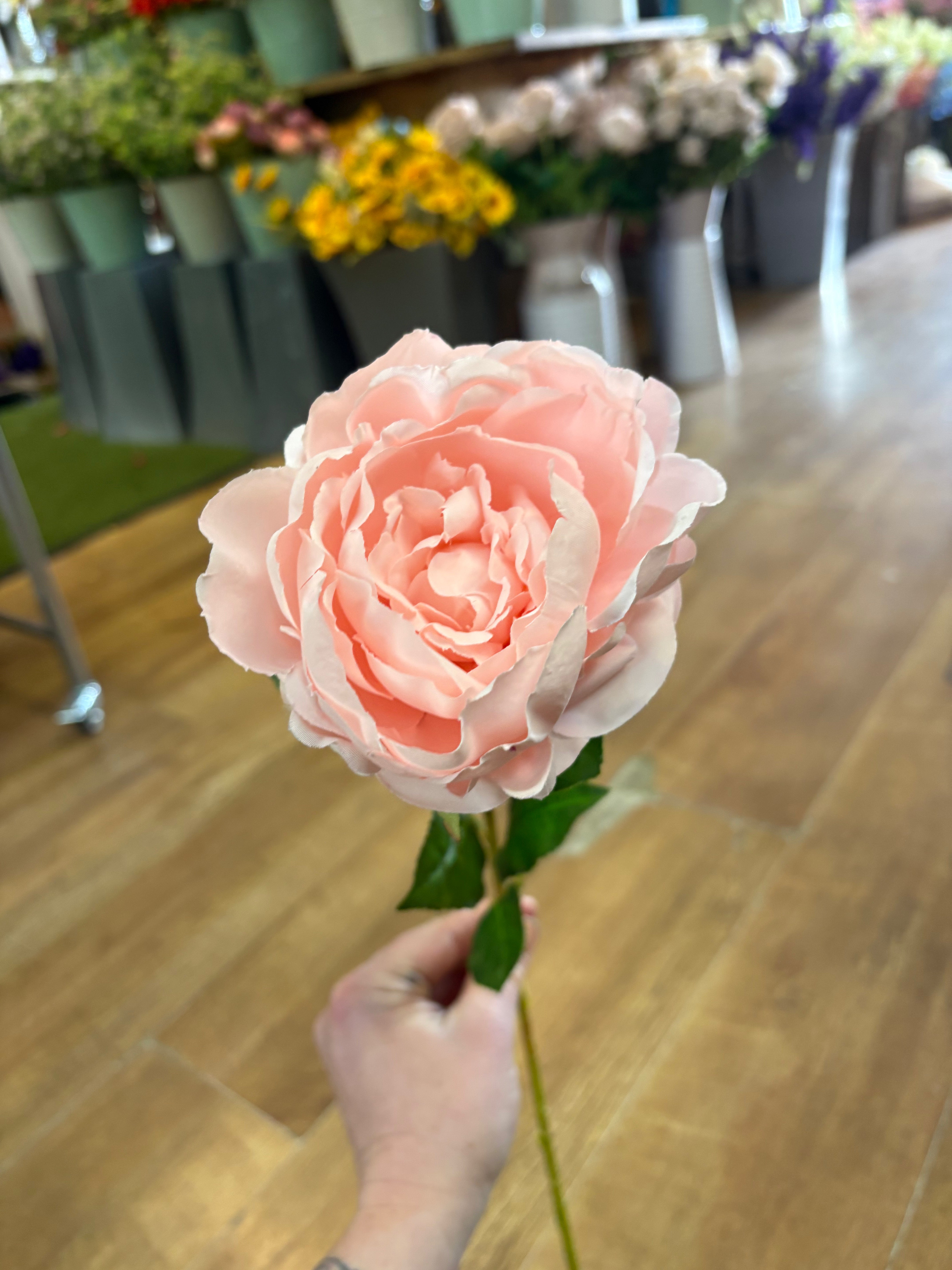 Pink Lola peony stem