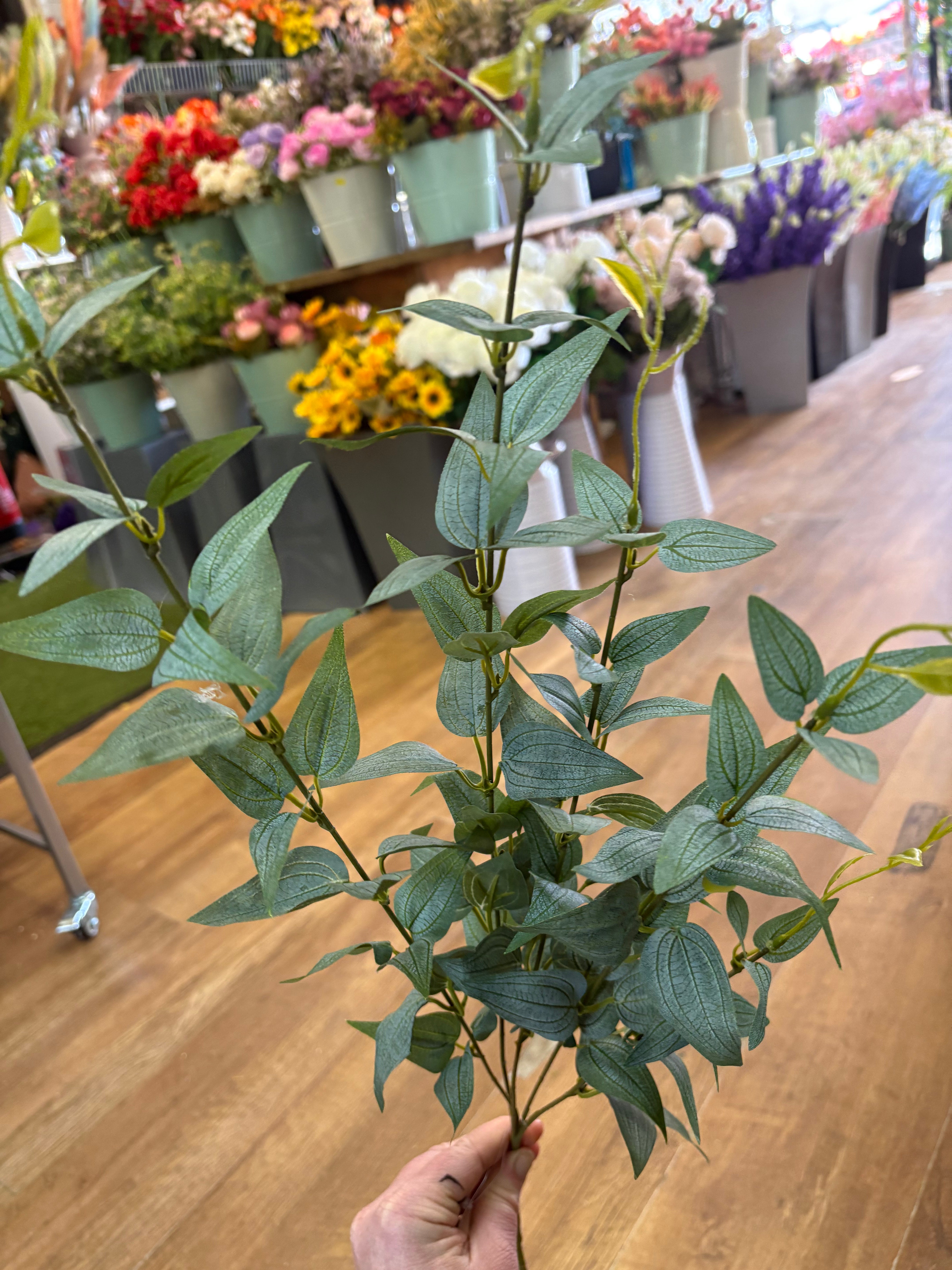 Long stem natural green Italian  ruscus spray