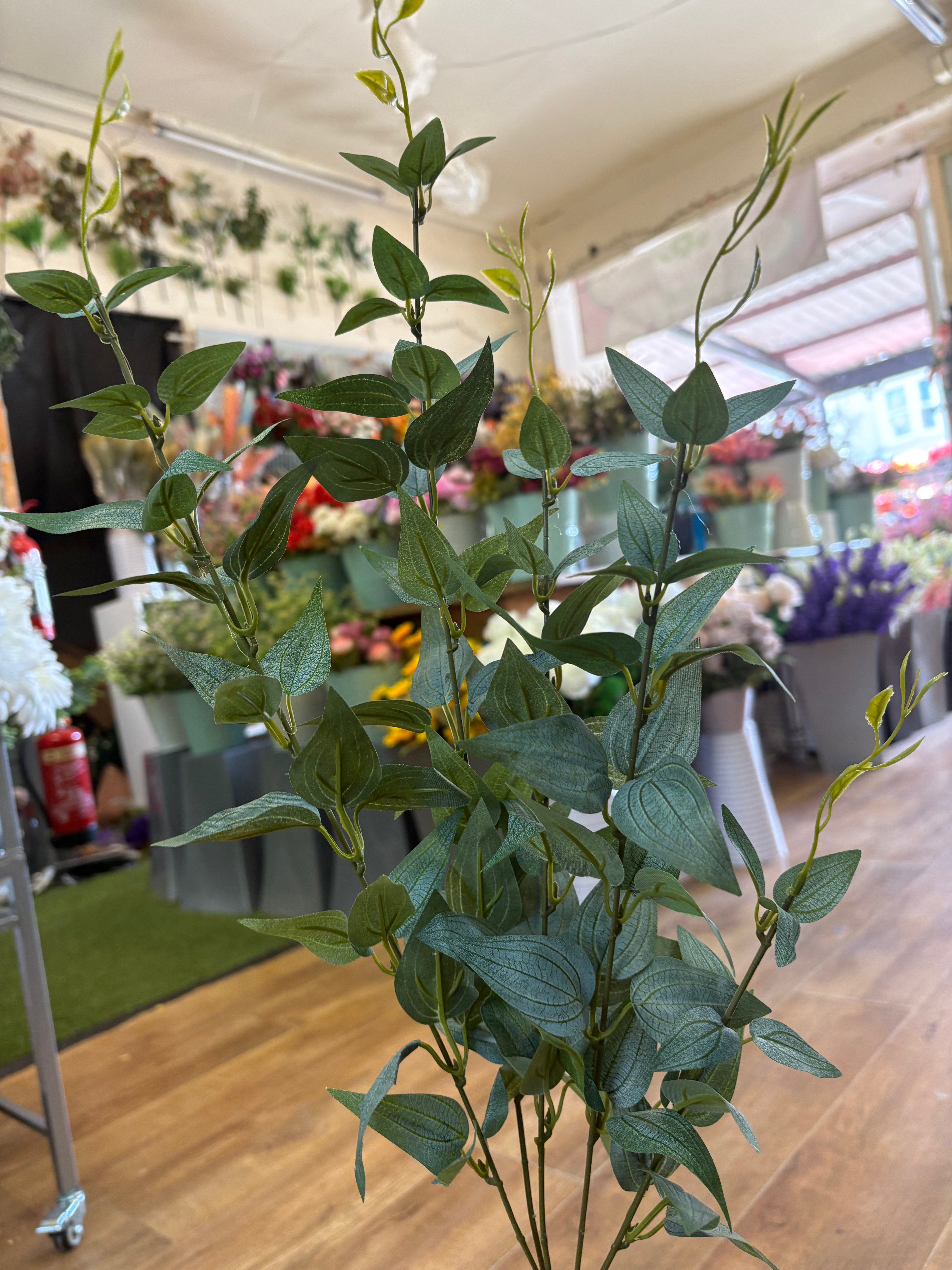 Long stem natural green Italian  ruscus spray