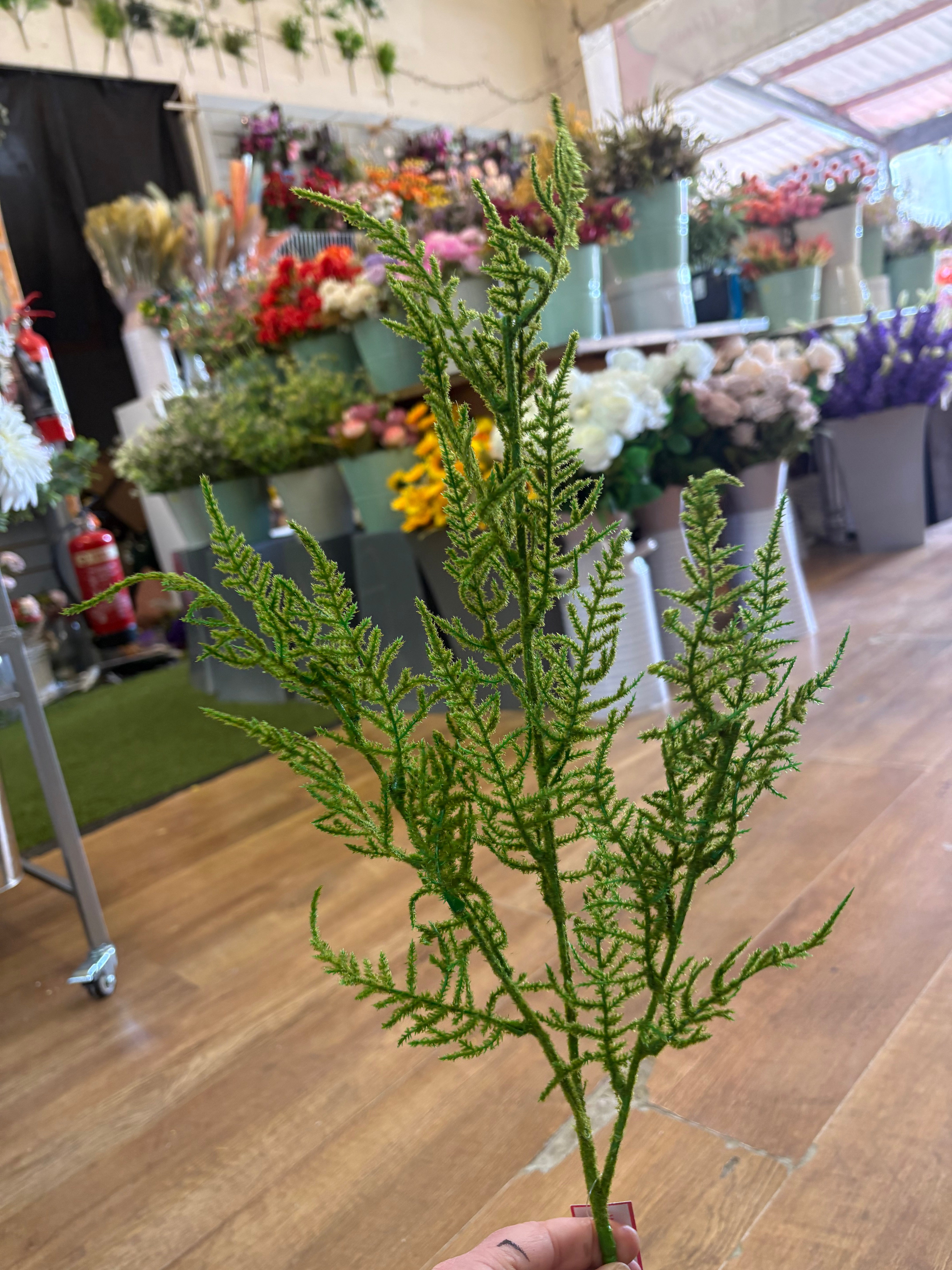 Long stem flocked asparagus fern