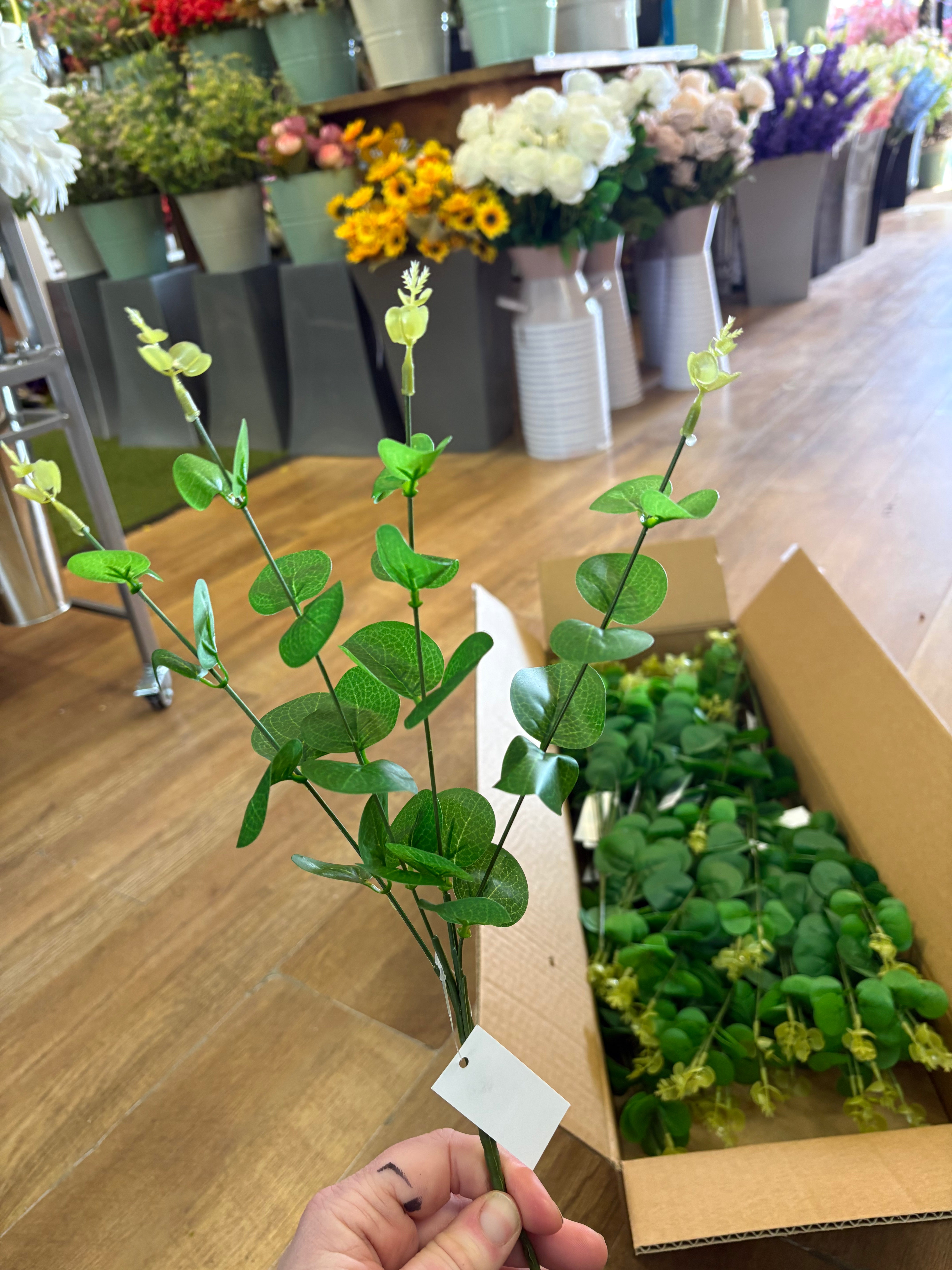 Box of 48 small green eucalyptus stems