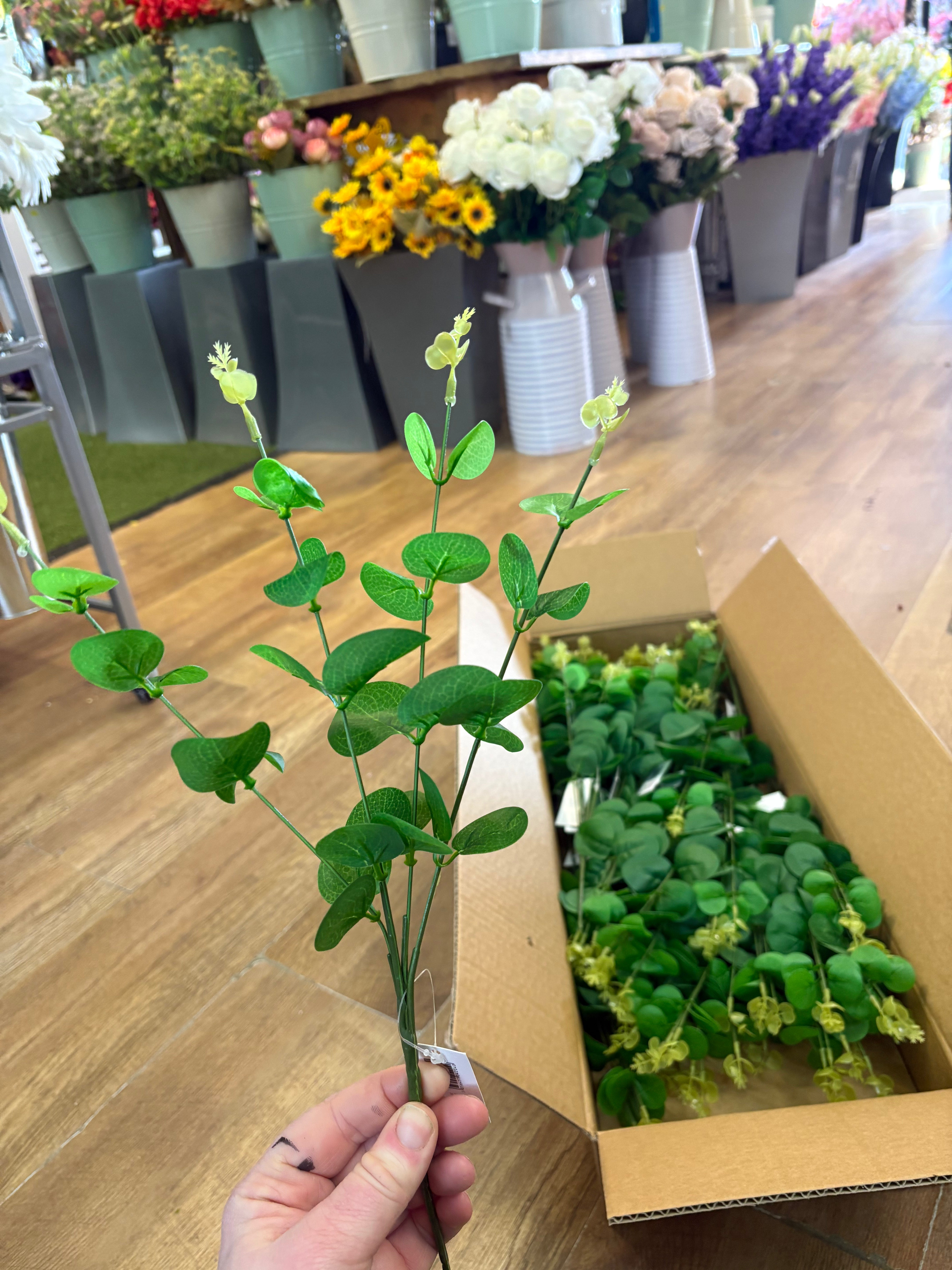 Box of 48 small green eucalyptus stems