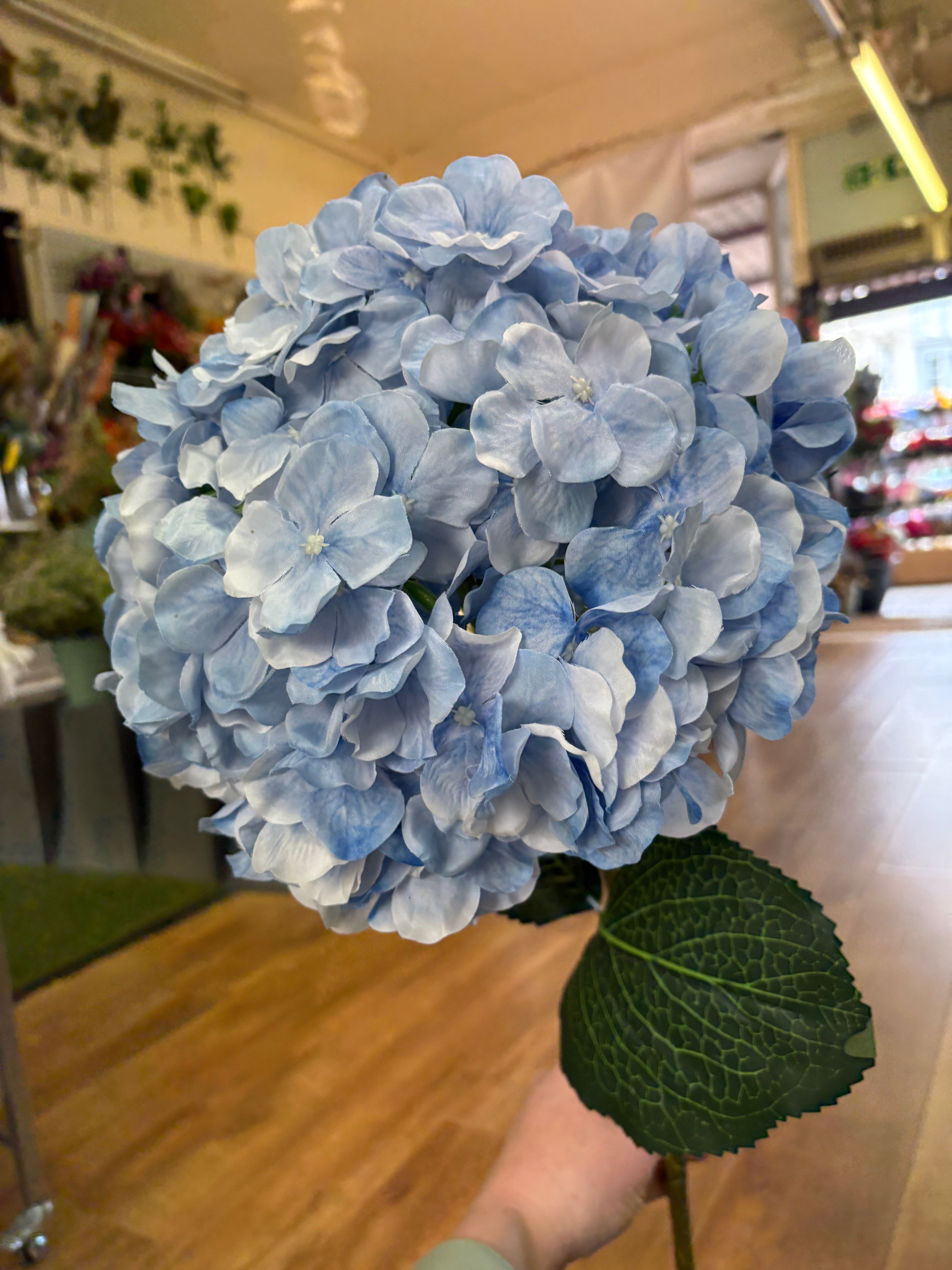Giant head pale blue premium hydrangea