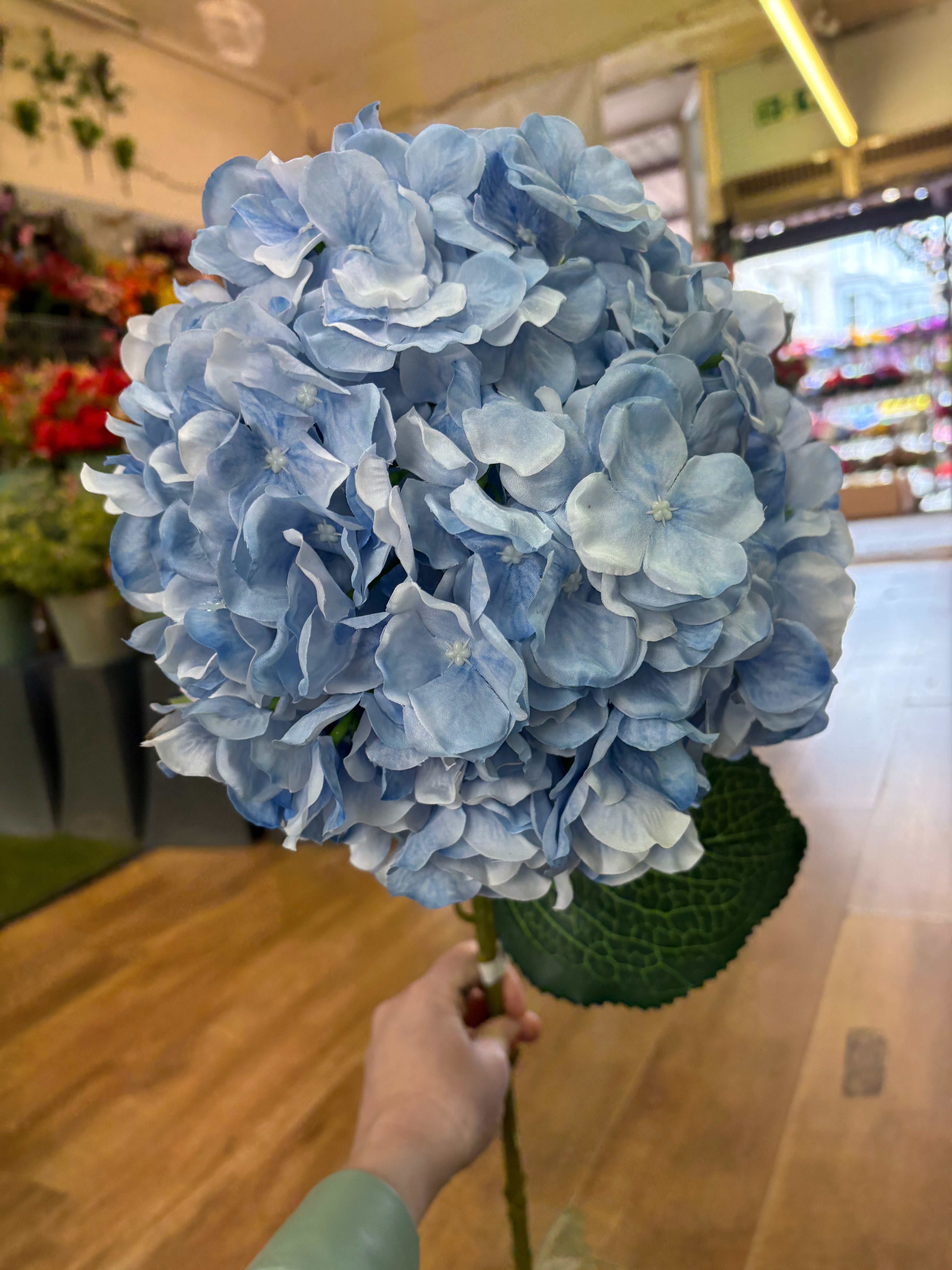 Giant head pale blue premium hydrangea