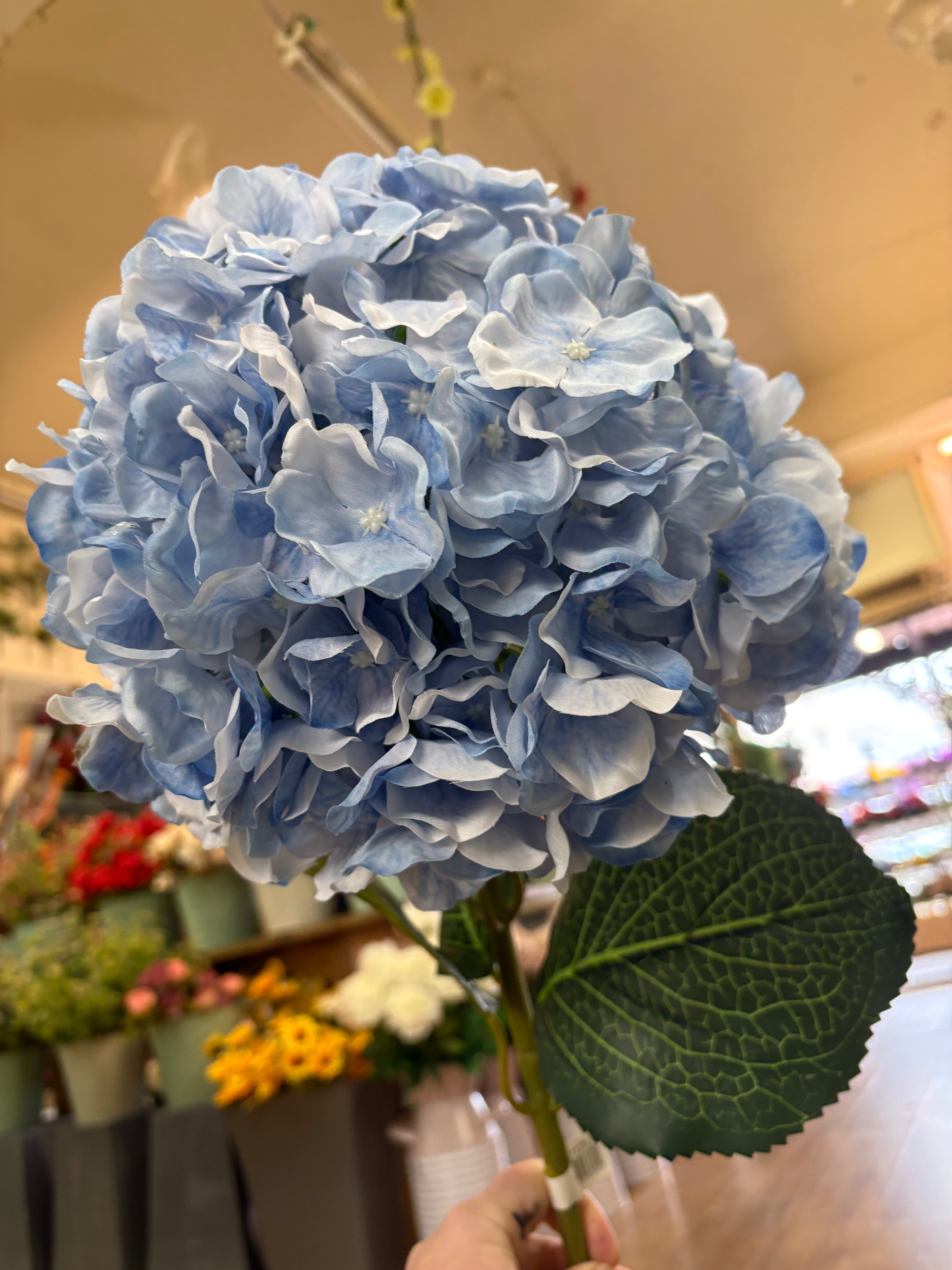Giant head pale blue premium hydrangea
