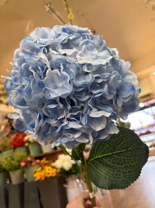 Giant head pale blue premium hydrangea