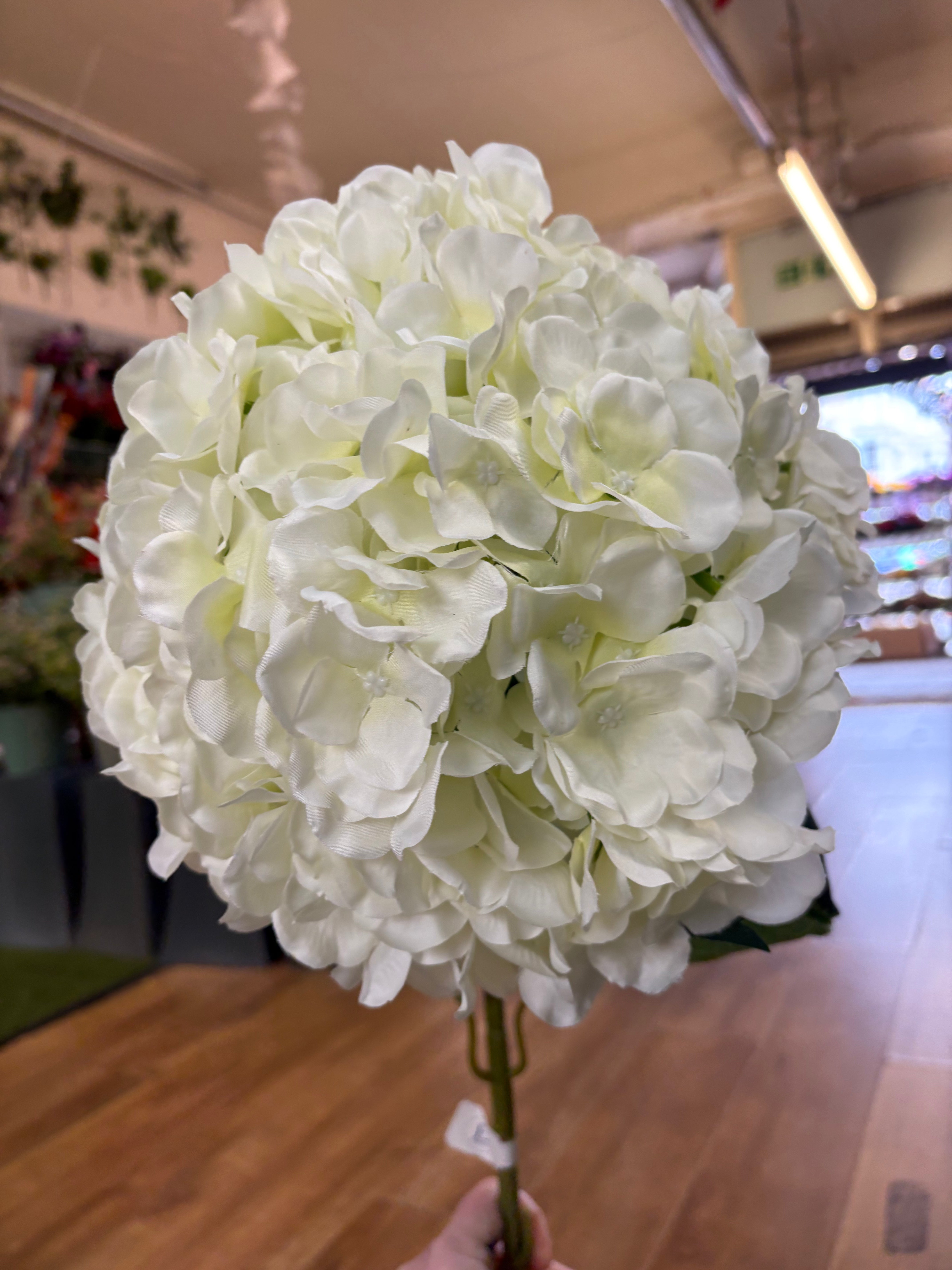 Giant head cream premium hydrangea