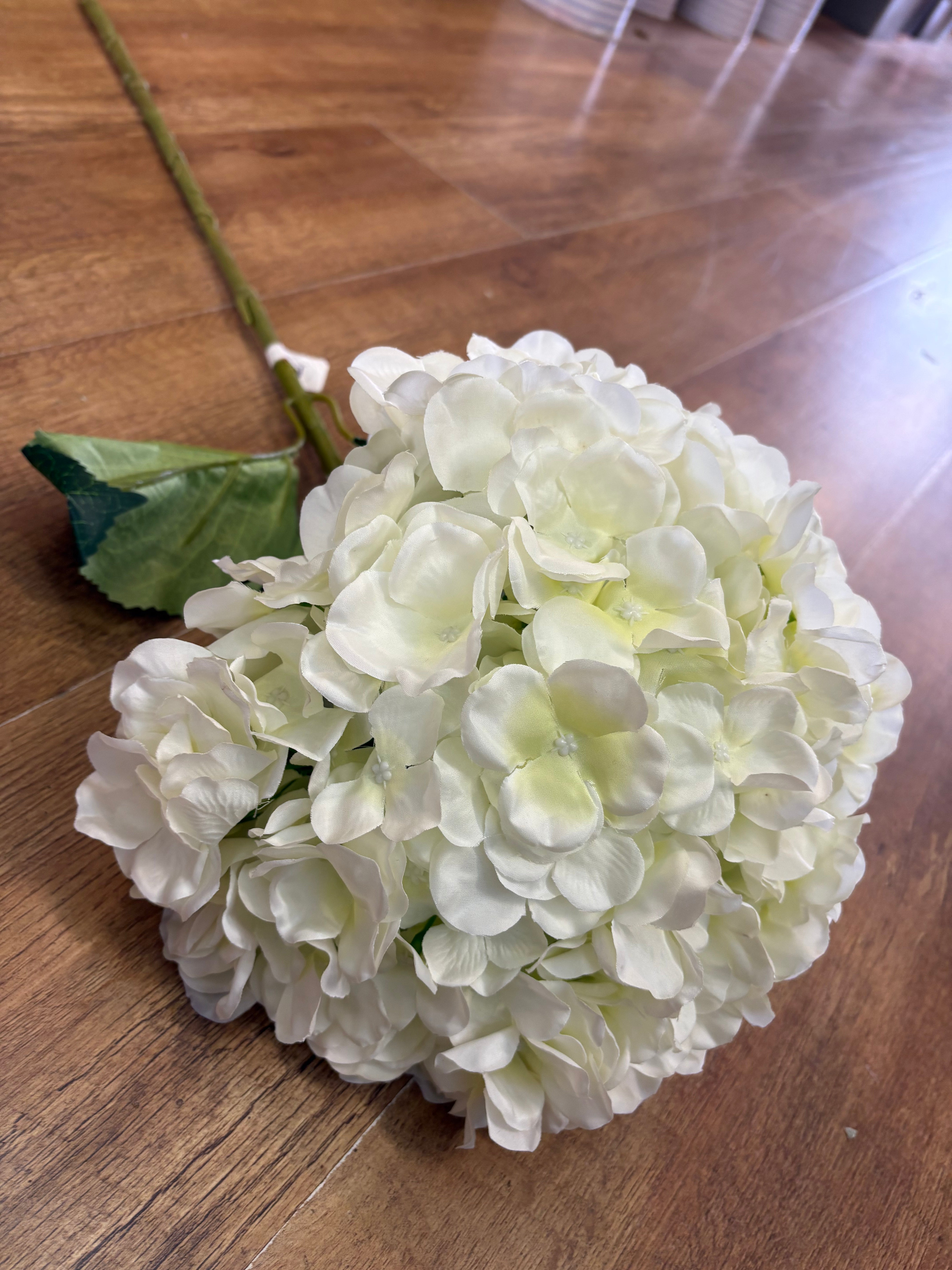 Giant head cream premium hydrangea