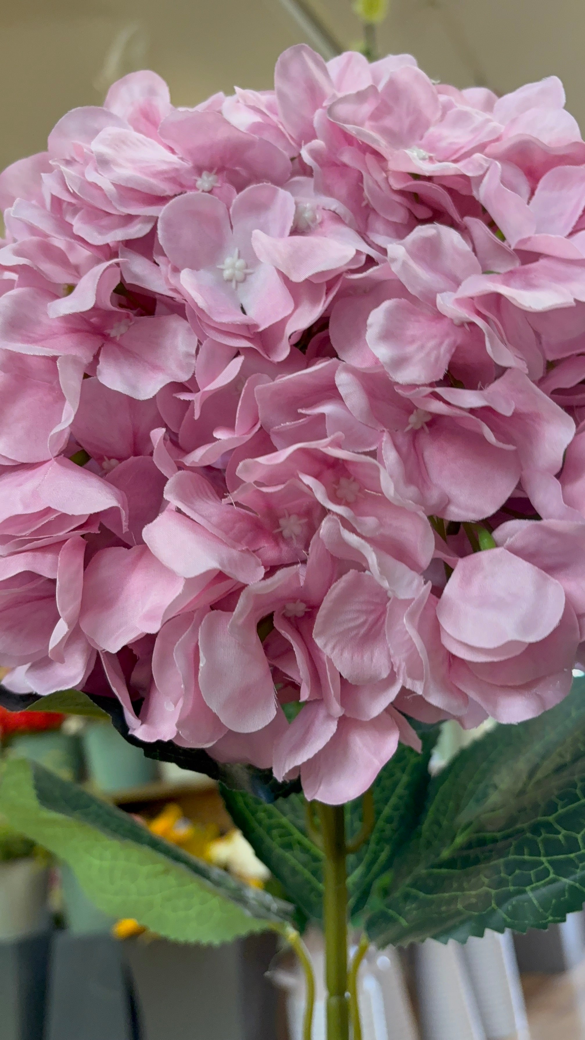 Giant head pale pink premium hydrangea
