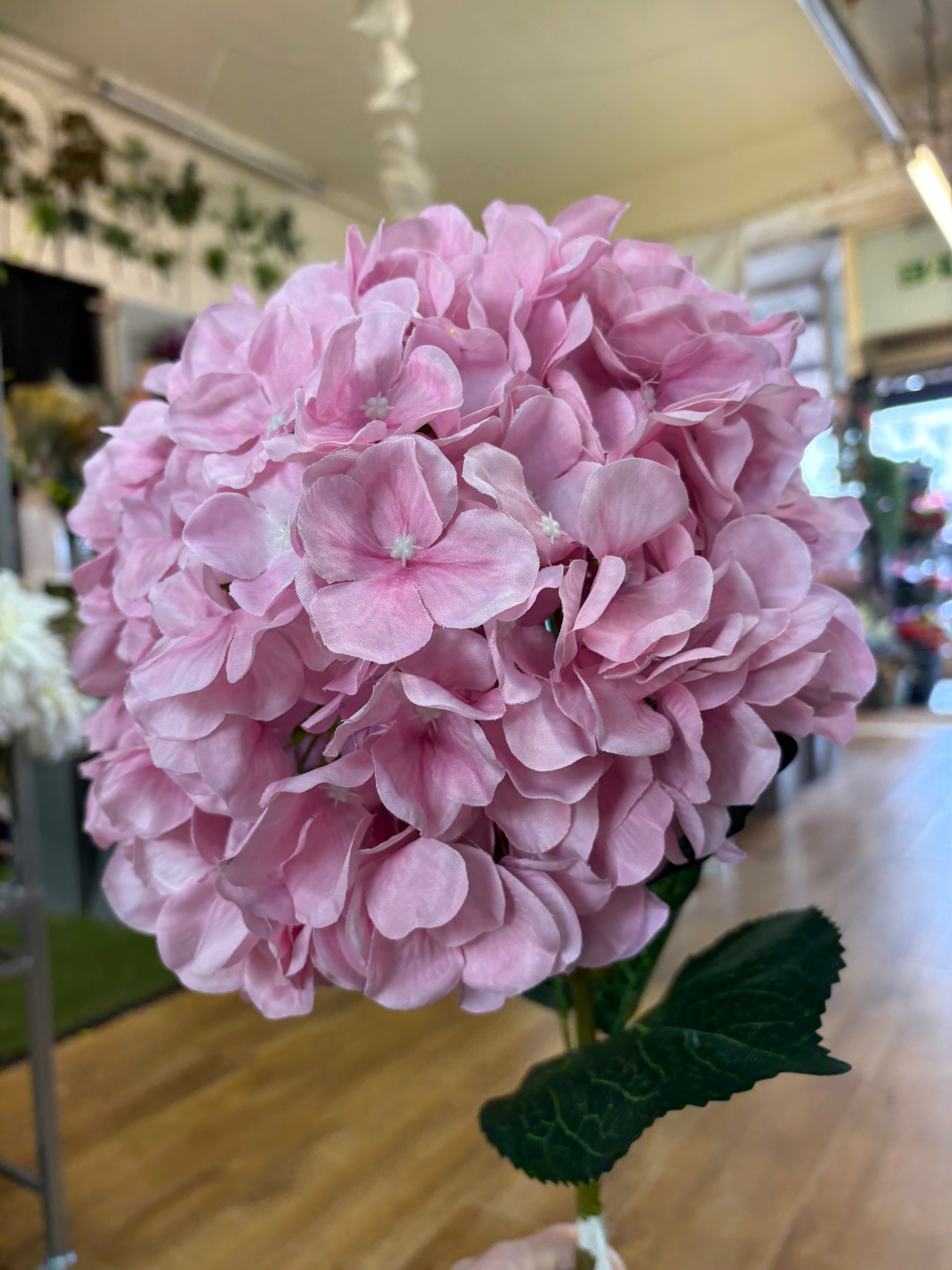 Giant head pale pink premium hydrangea